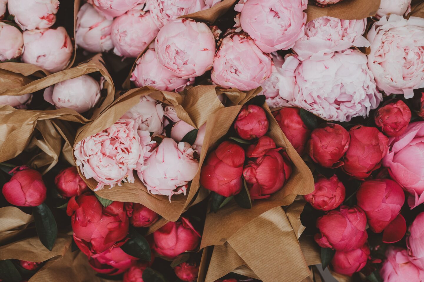 Comment prendre soin de vos pivoines en fleurs coupées