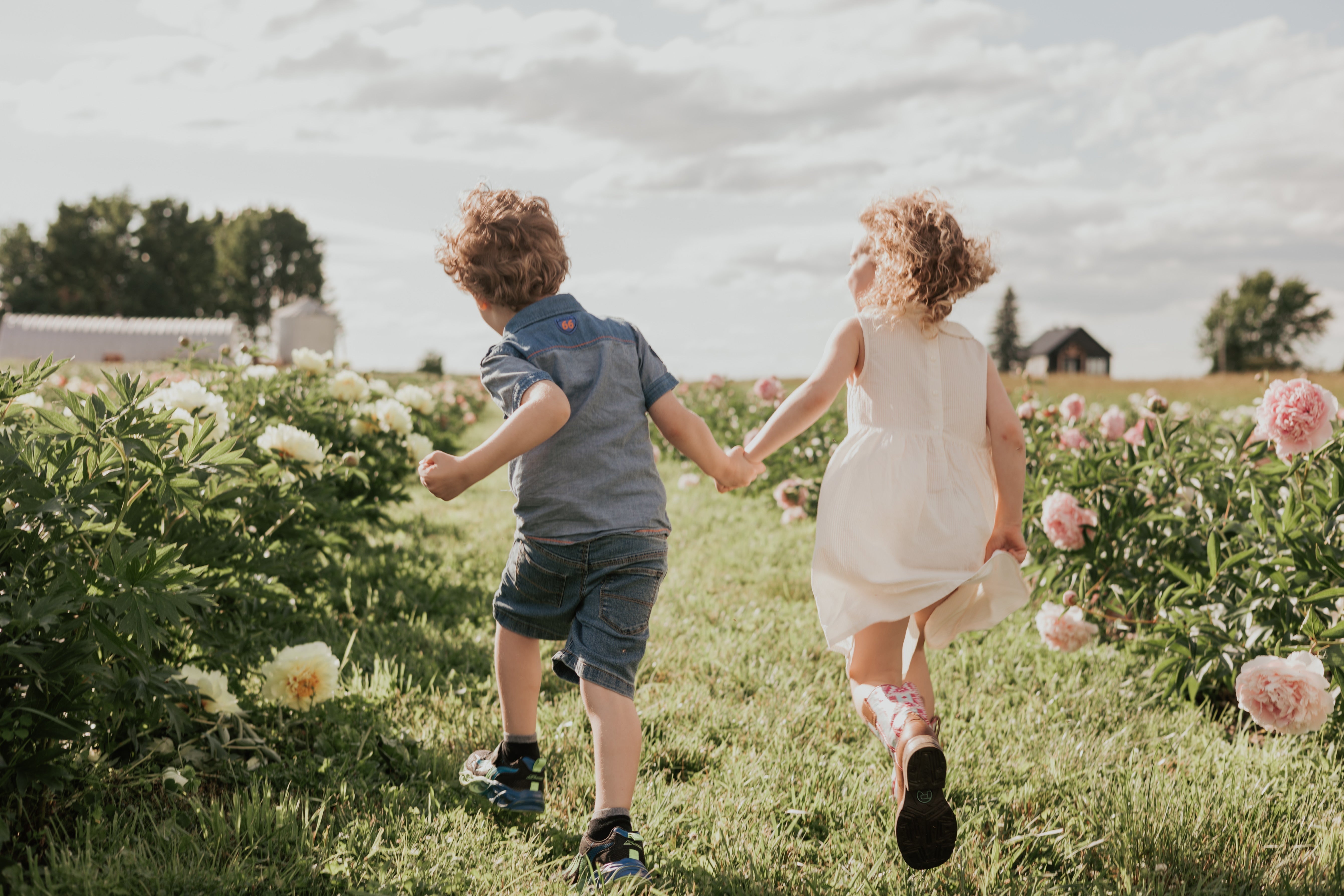 Autocueillette de fleurs et visite des champs de fleurs