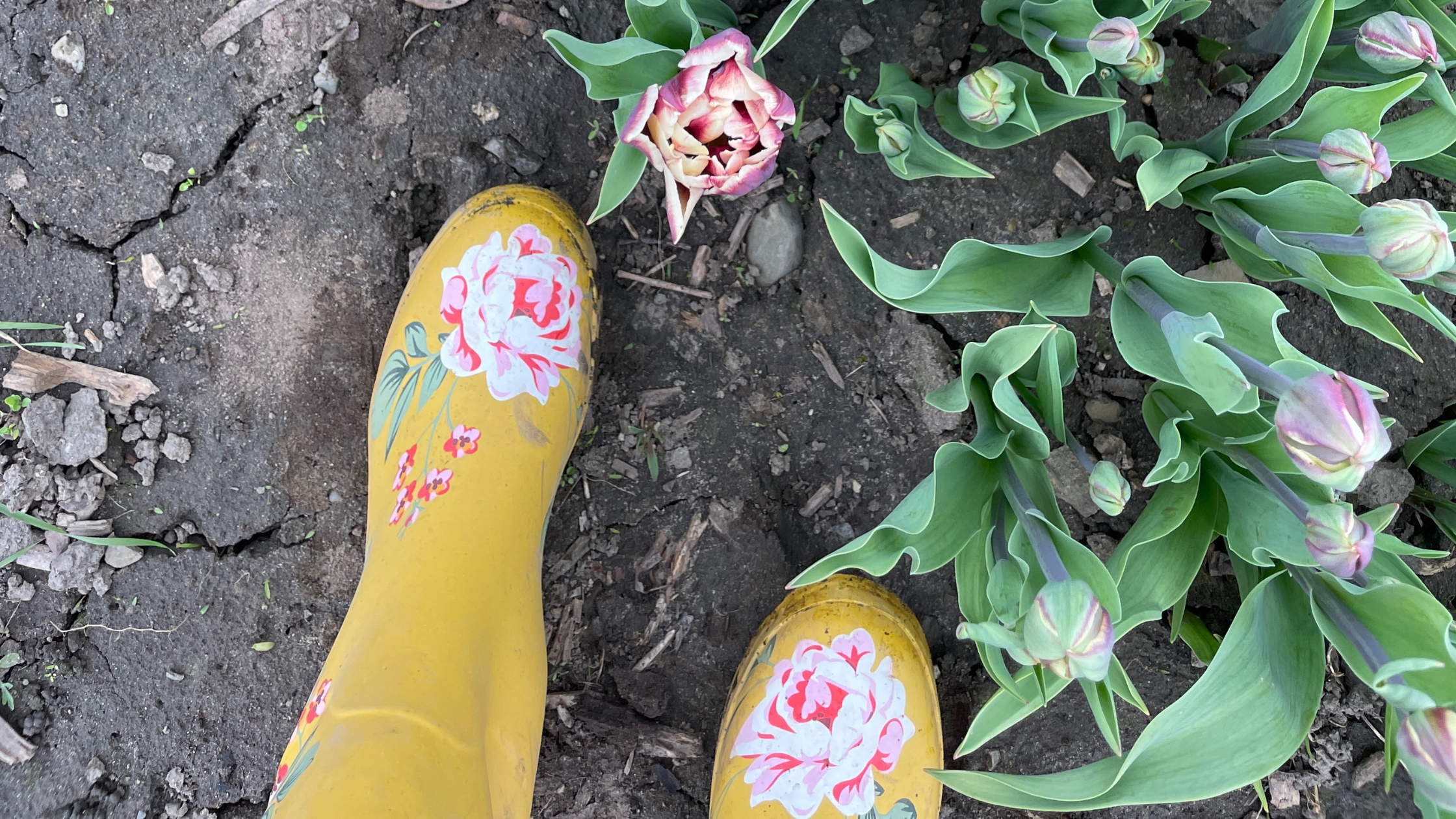 Quoi porter pour cueillir des tulipes ? Conseils de style