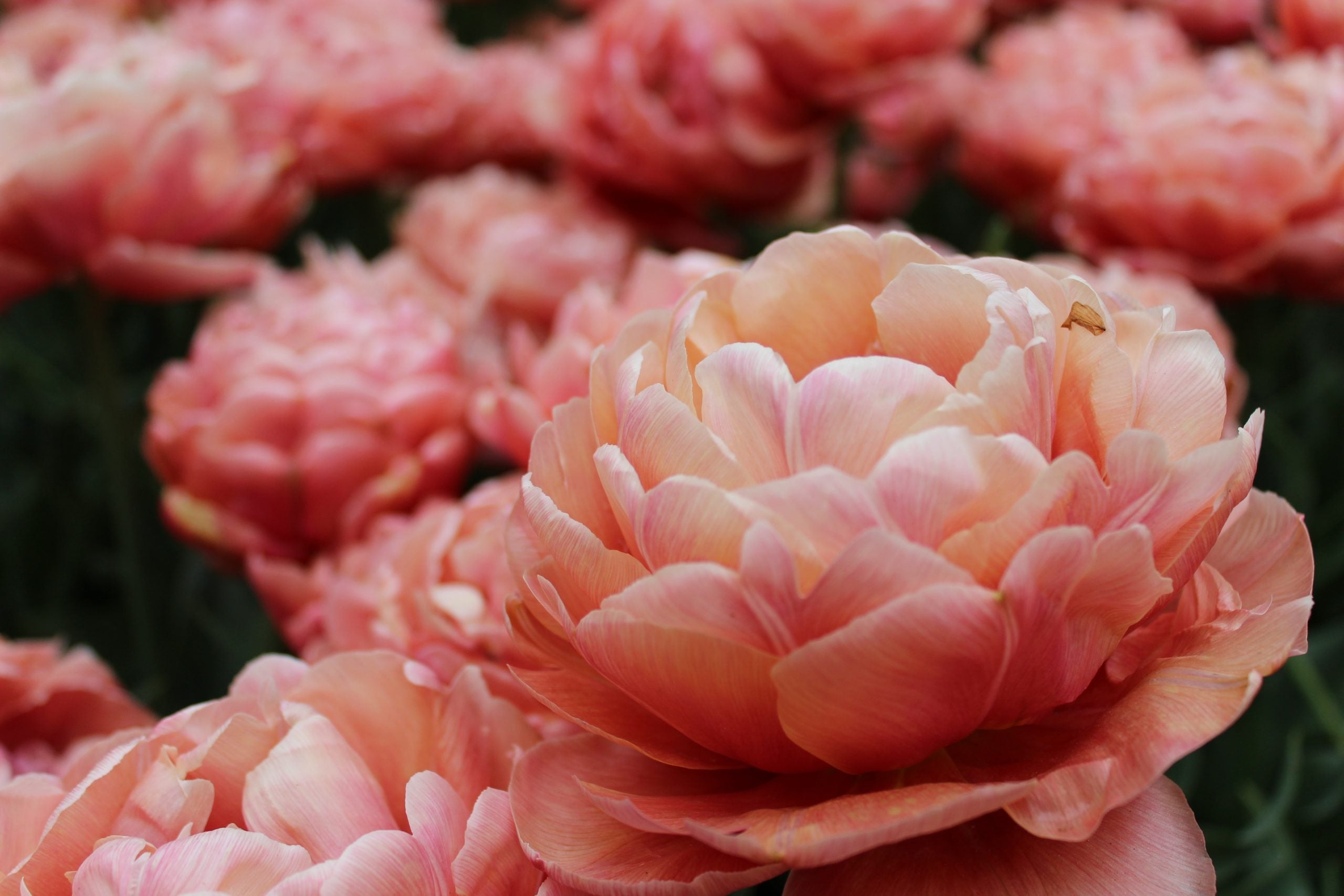 Semez des pivoines