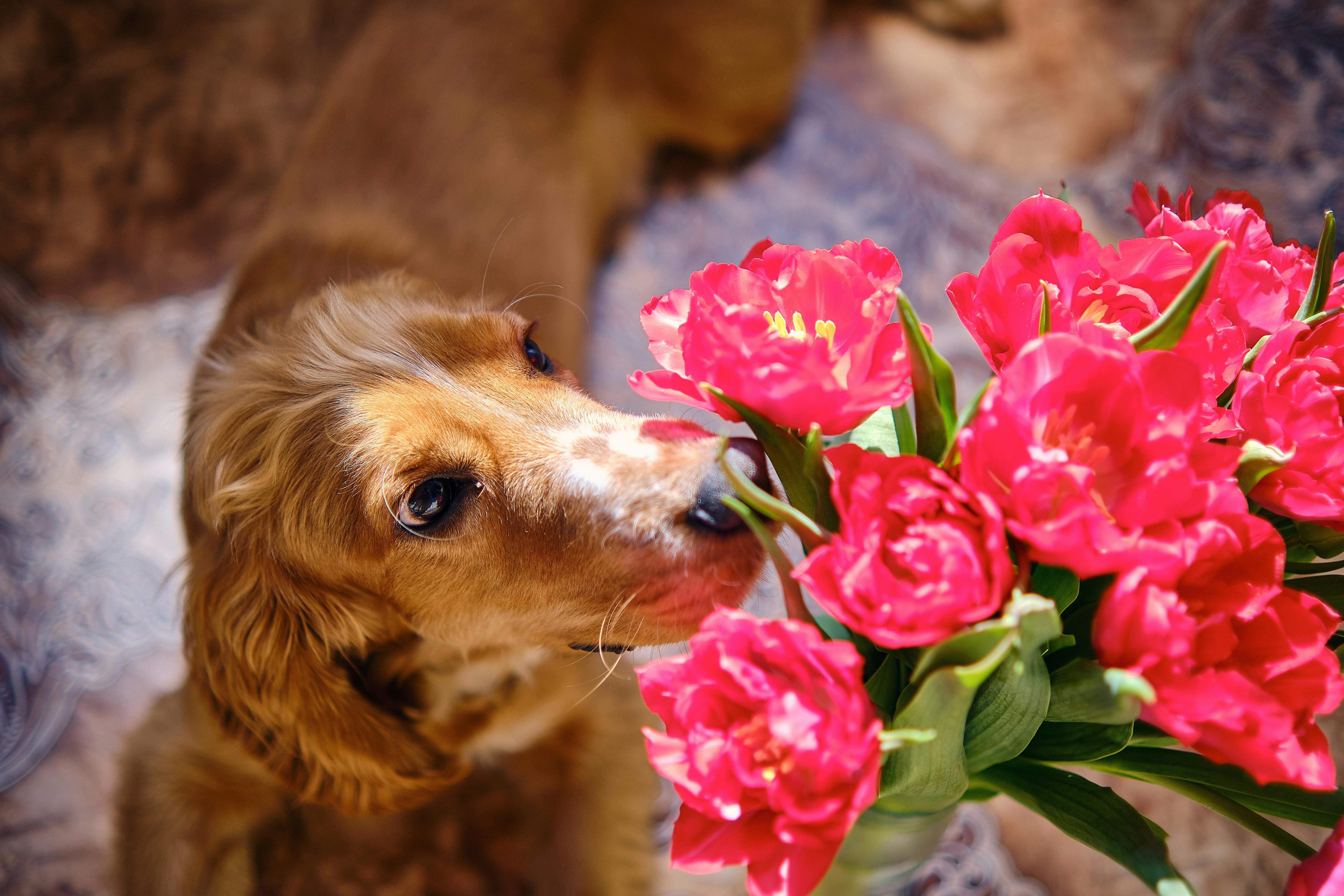 Animaux admis à la Pivoinerie Lili | Règles et infos pratiques