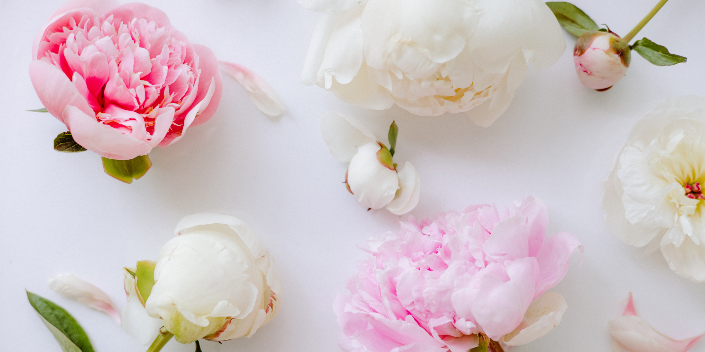 Pivoine