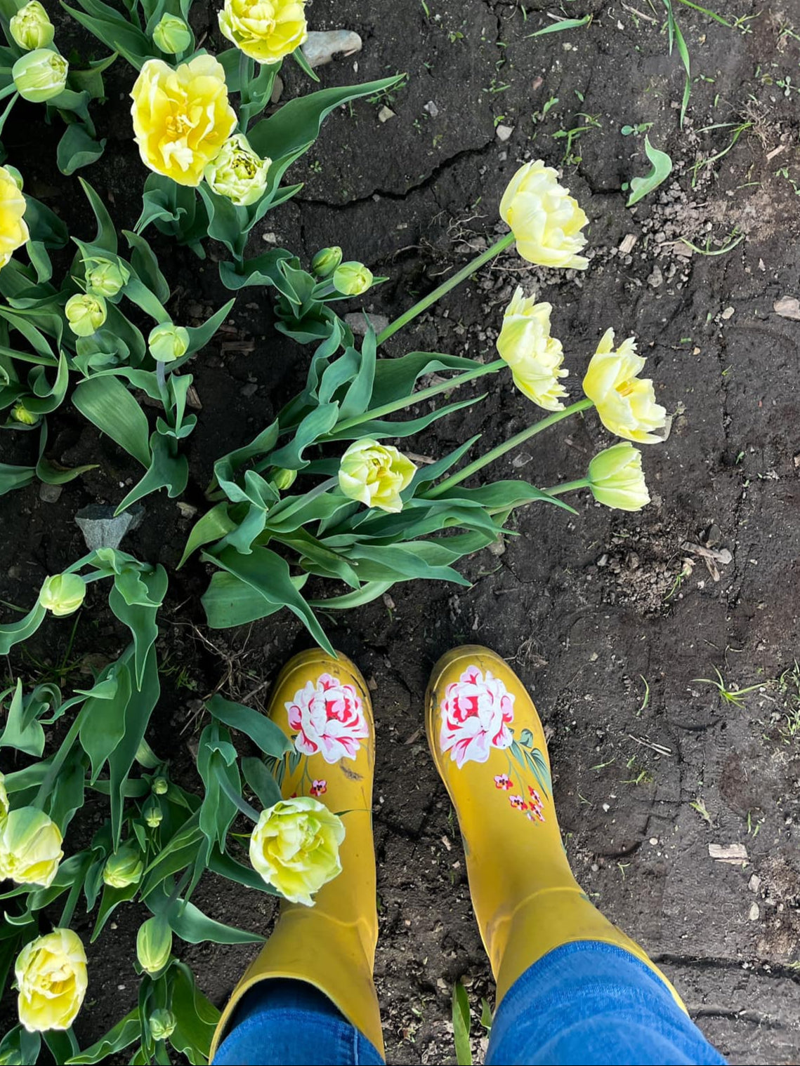 Autocueillette de tulipes - Pivoinerie Lili ferme florale