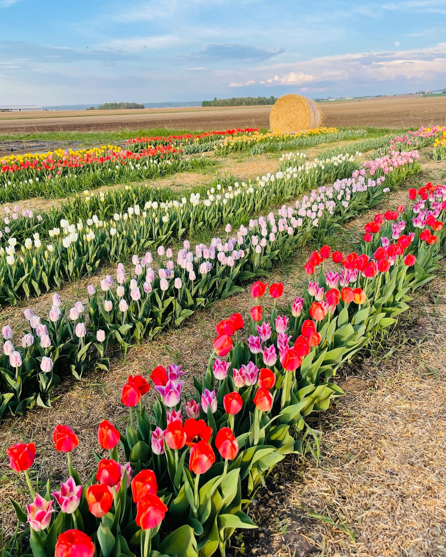 Autocueillette de tulipes - Pivinerie Lili