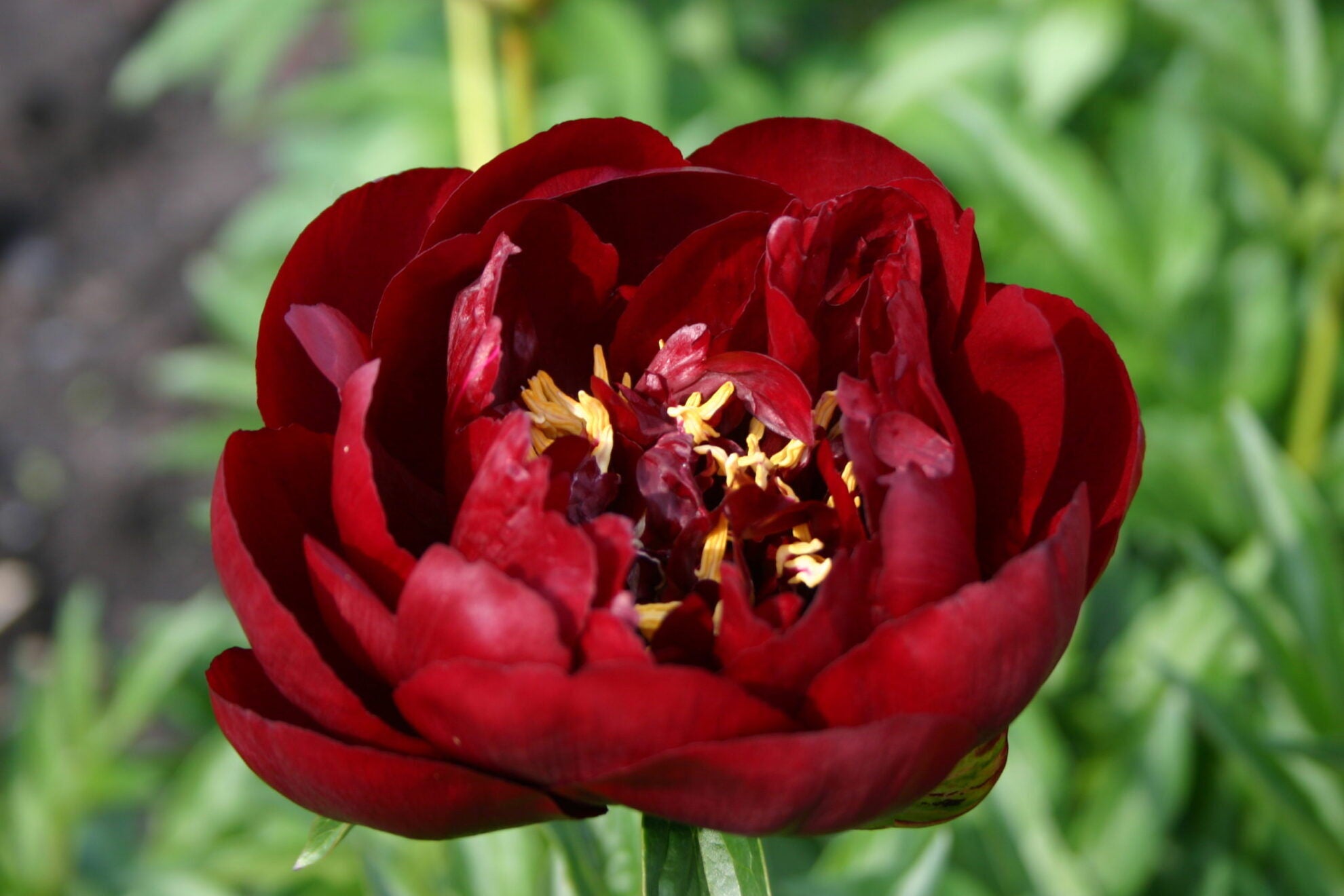Racine de pivoine – Buckeye Belle