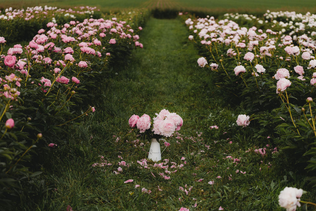 Pivoinerie Lili - autocueillette de fleurs
