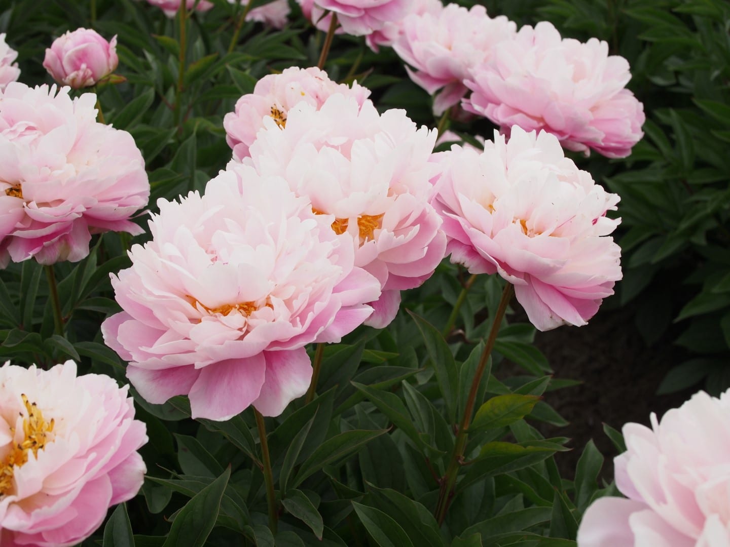 Racine de pivoine – Catharina Fontijn