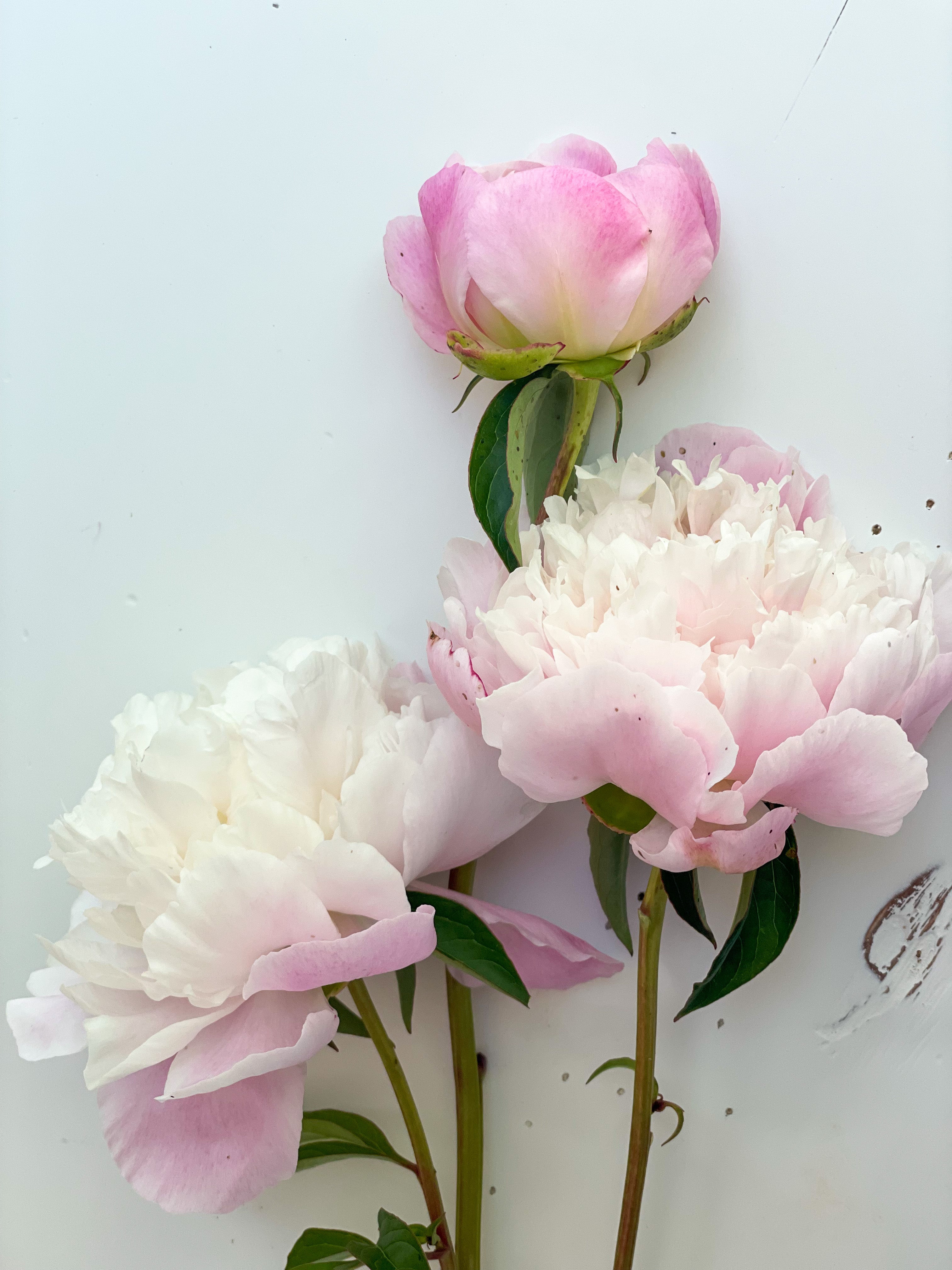Racine de pivoine – Catharina Fontijn