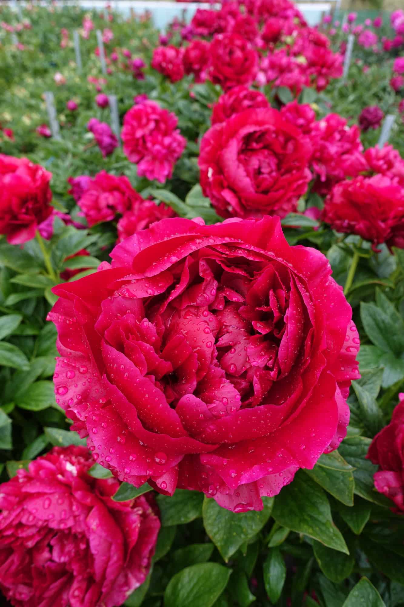 Racine de pivoine – Henry Bockstoce