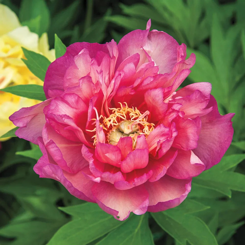 Racine de pivoine – Julia Rose