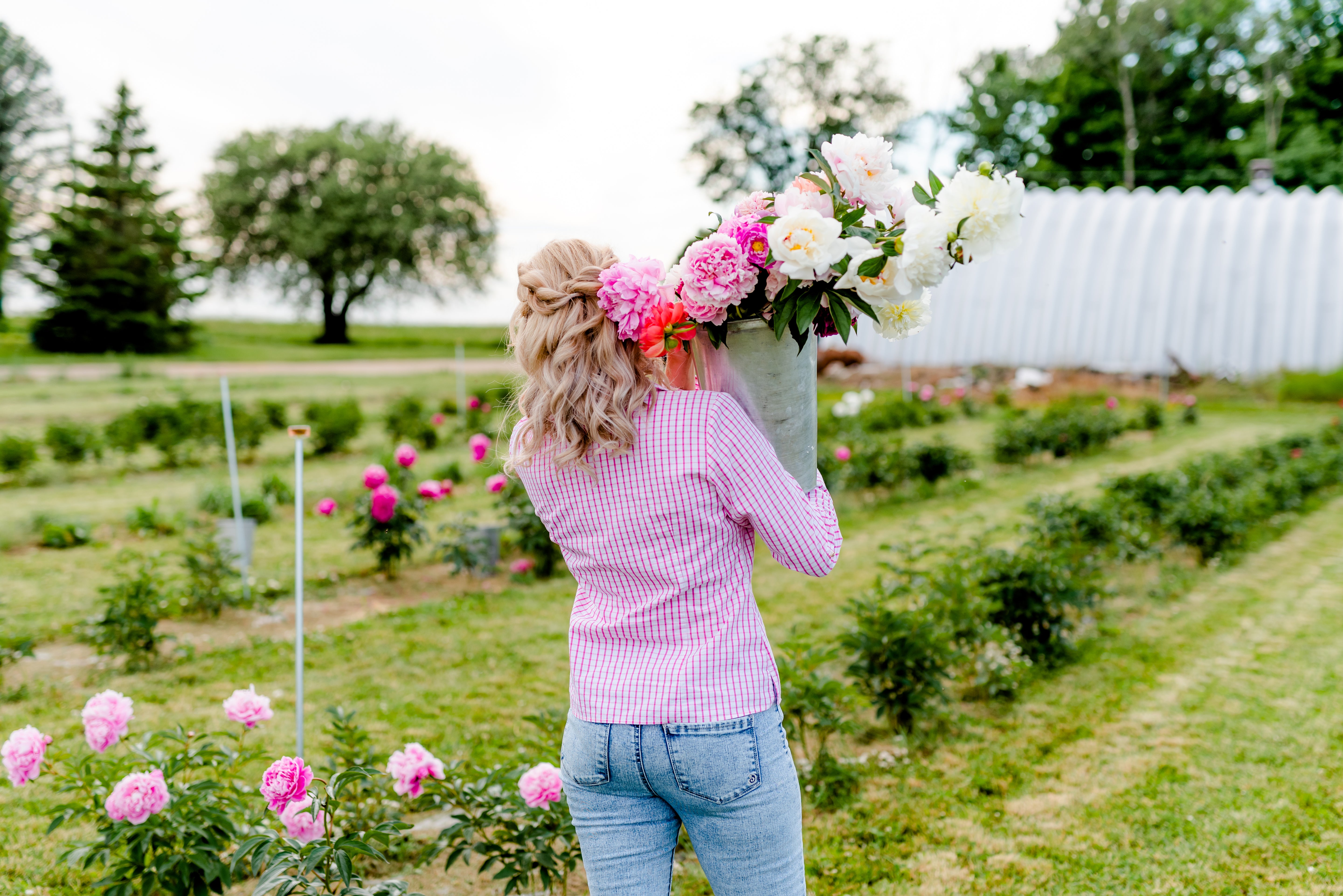 Pivoines en grande quantité - PRÉCOMMANDE