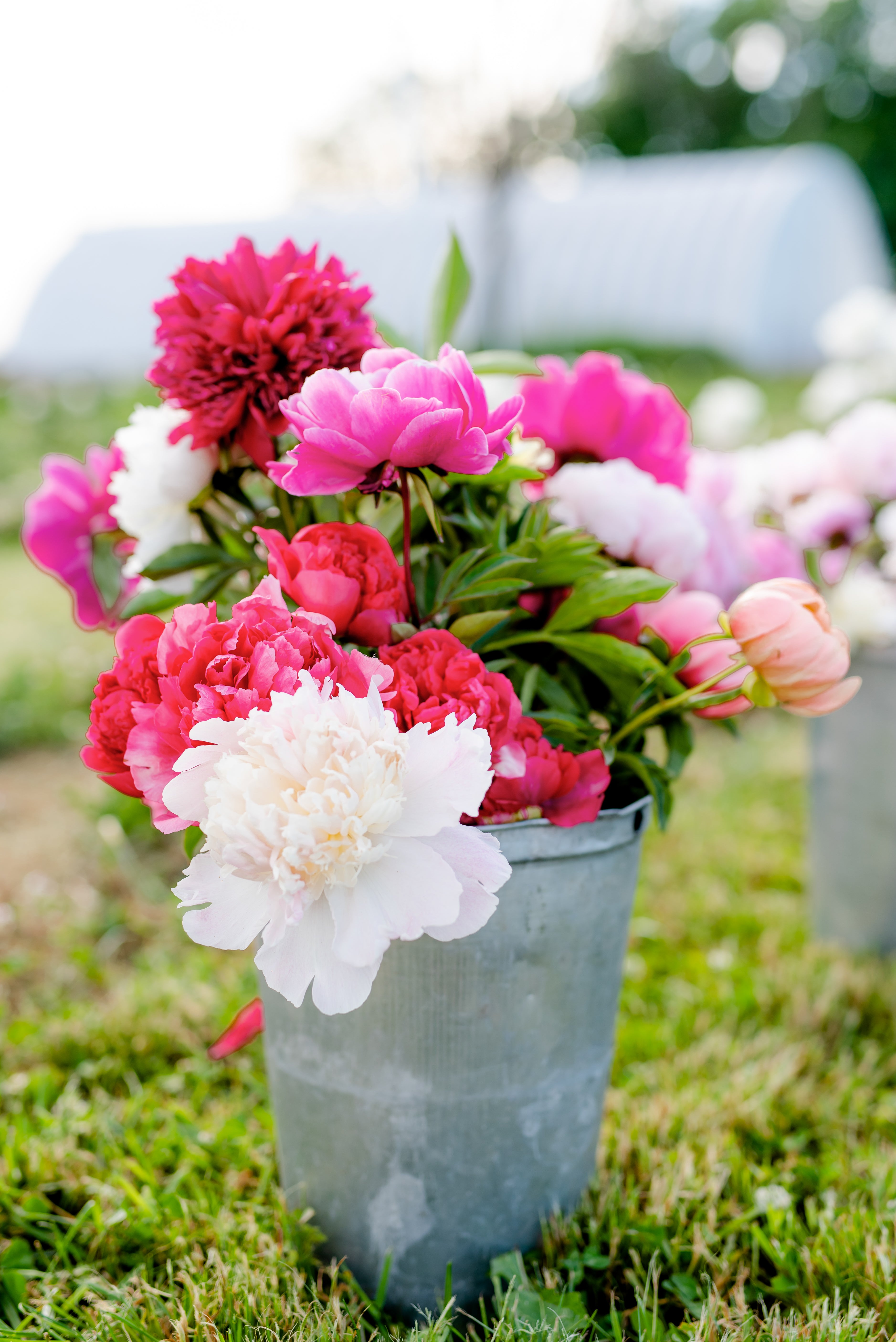 Pivoines en grande quantité - PRÉCOMMANDE