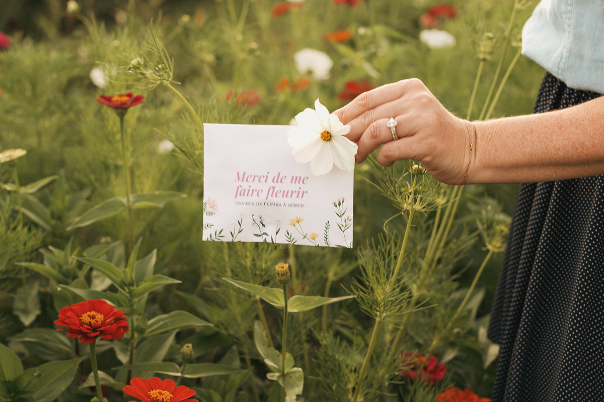 Semences – merci de me faire fleurir