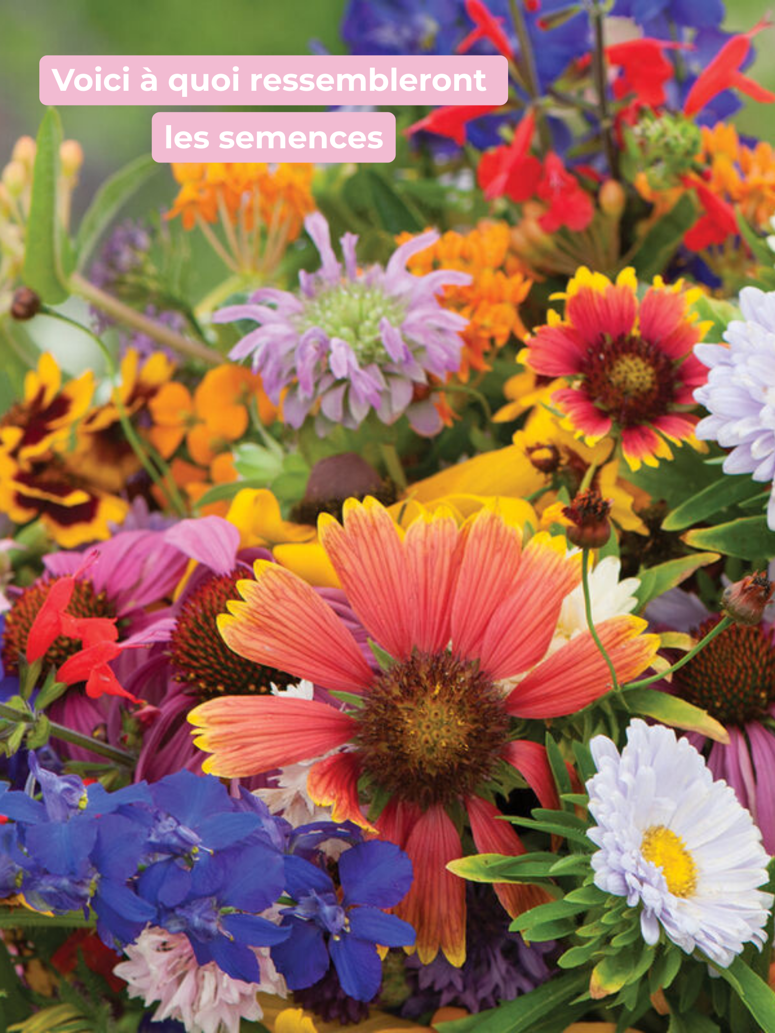 Seeds – thank you for making me flower