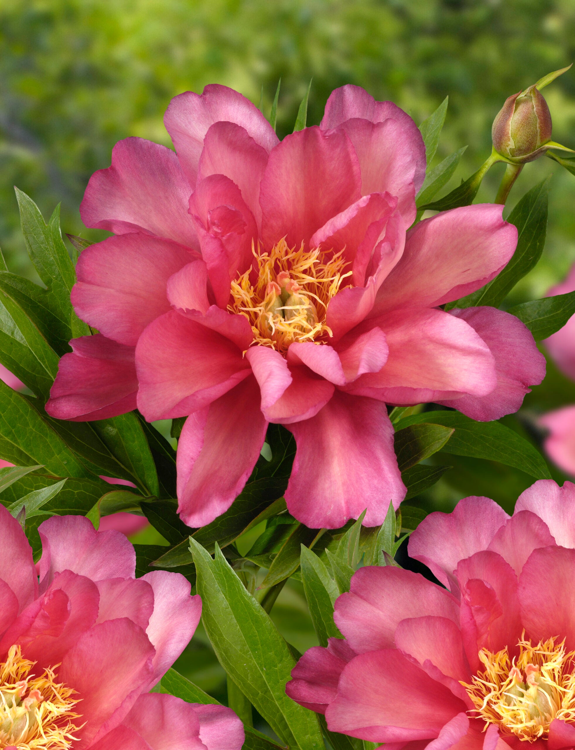 Pivoine à semer - Julia Rose - Pivoinerie Lili