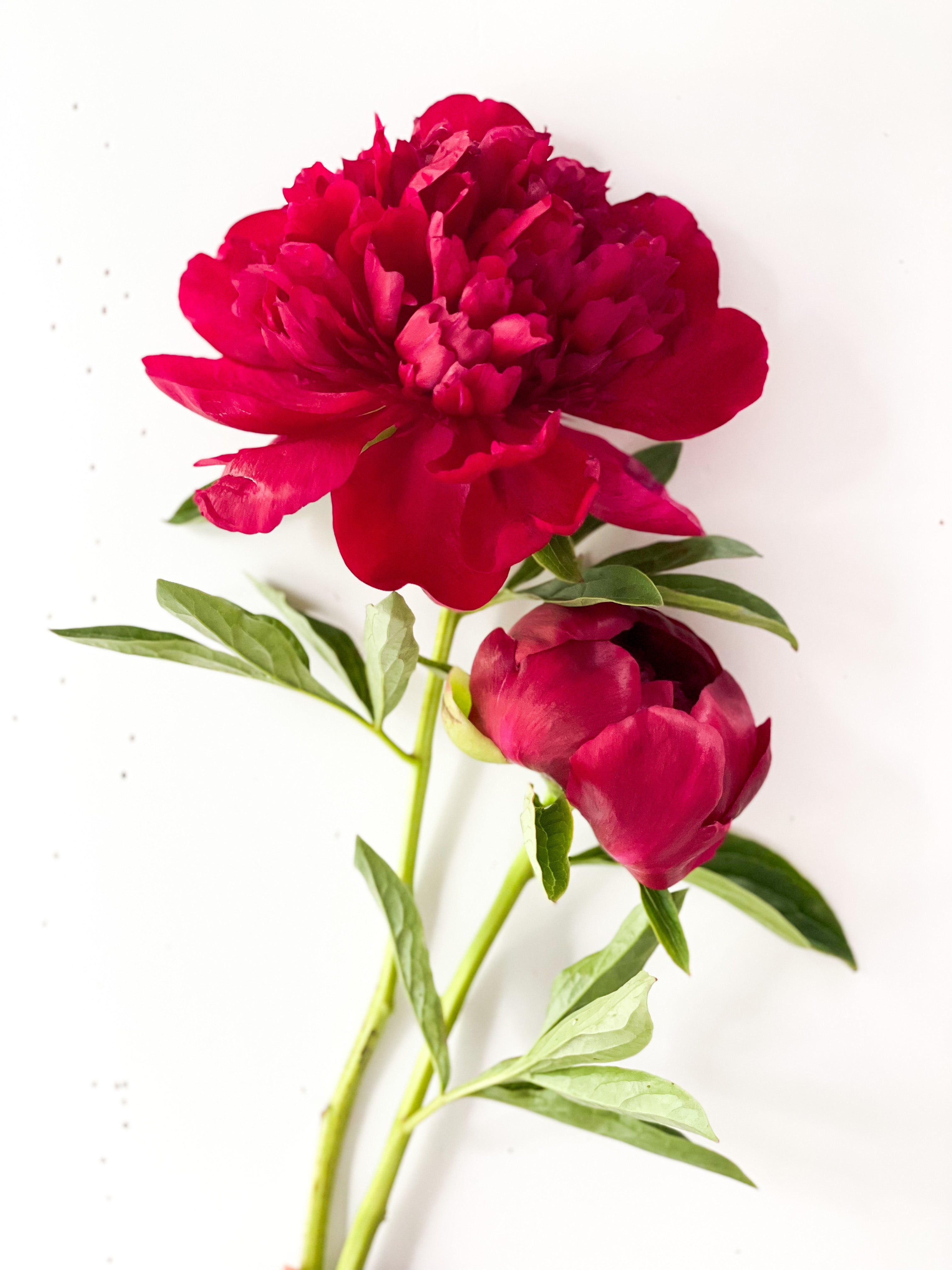 Racine de pivoine – Red Charm