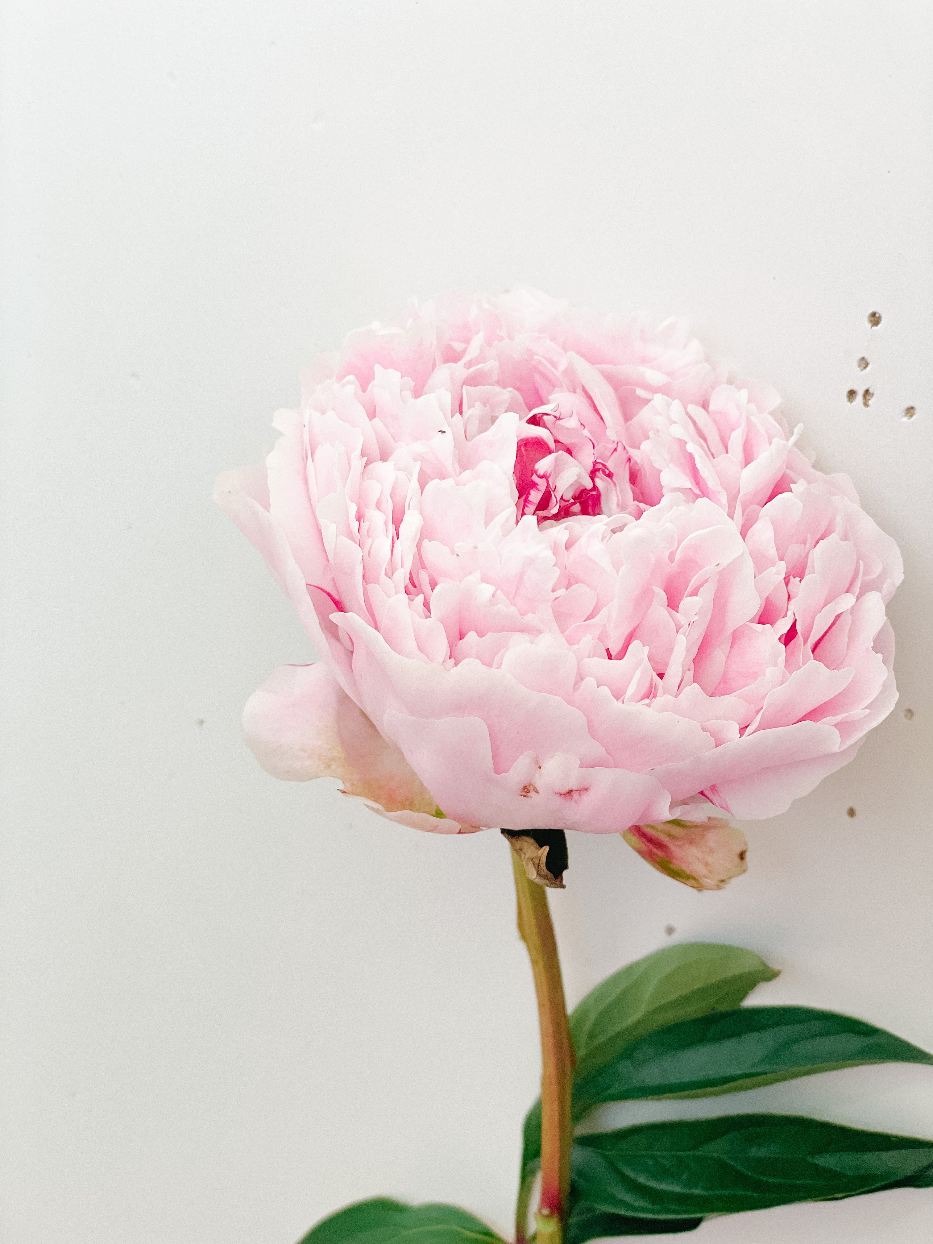 Racine de pivoine – Sarah Bernhardt