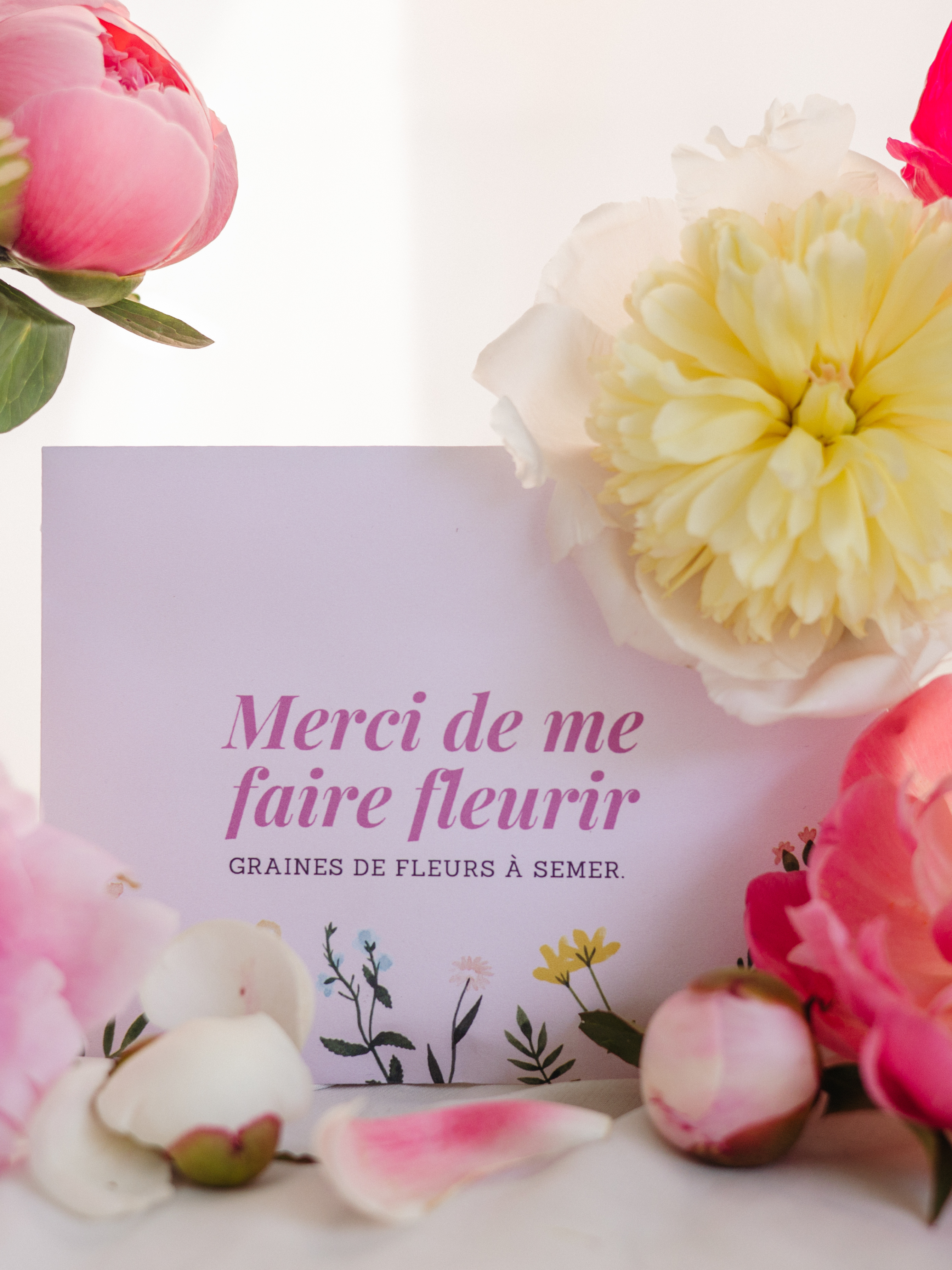 Pivoinerie Lili - semence