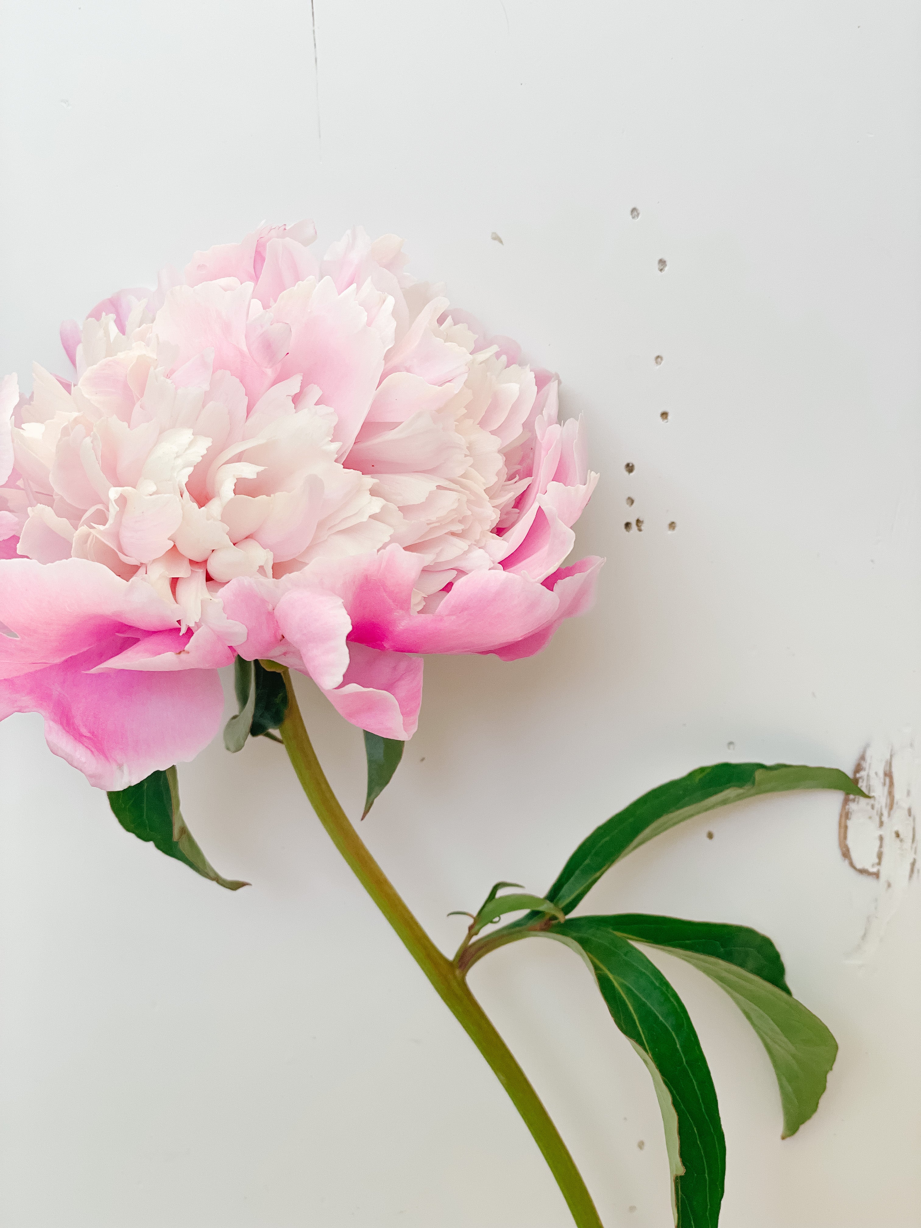 Racine de pivoine – Sorbet