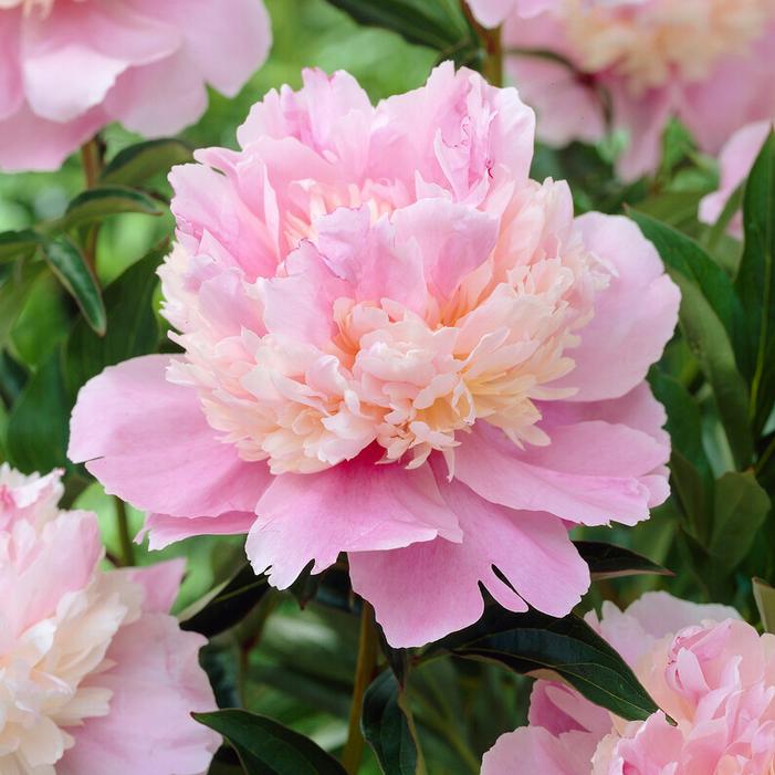 Racine de pivoine – Sorbet