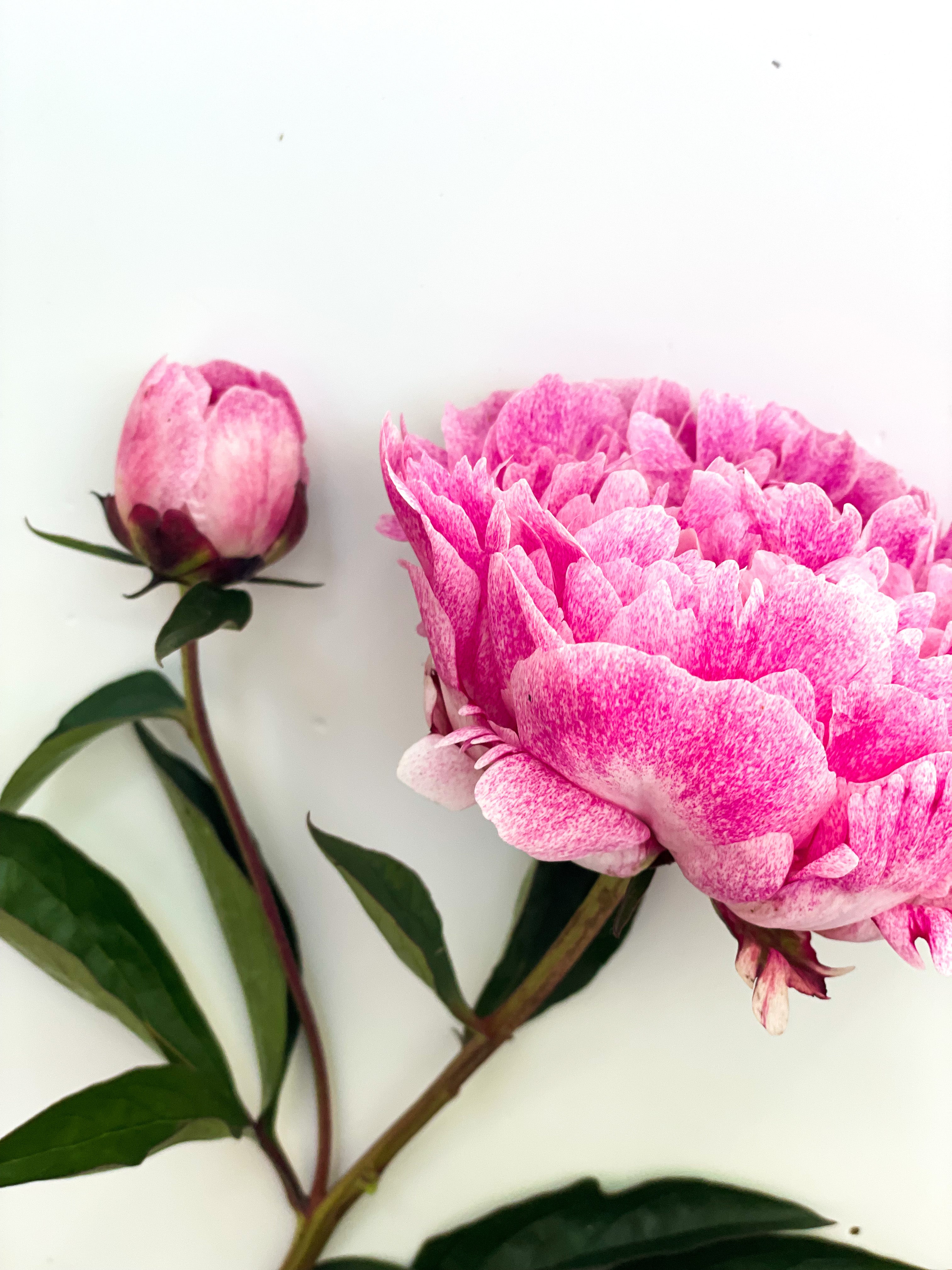 Racine de pivoine – The Fawn