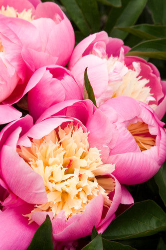 Pivoine à semer - Bowl of beauty - Pivoinerie Lili