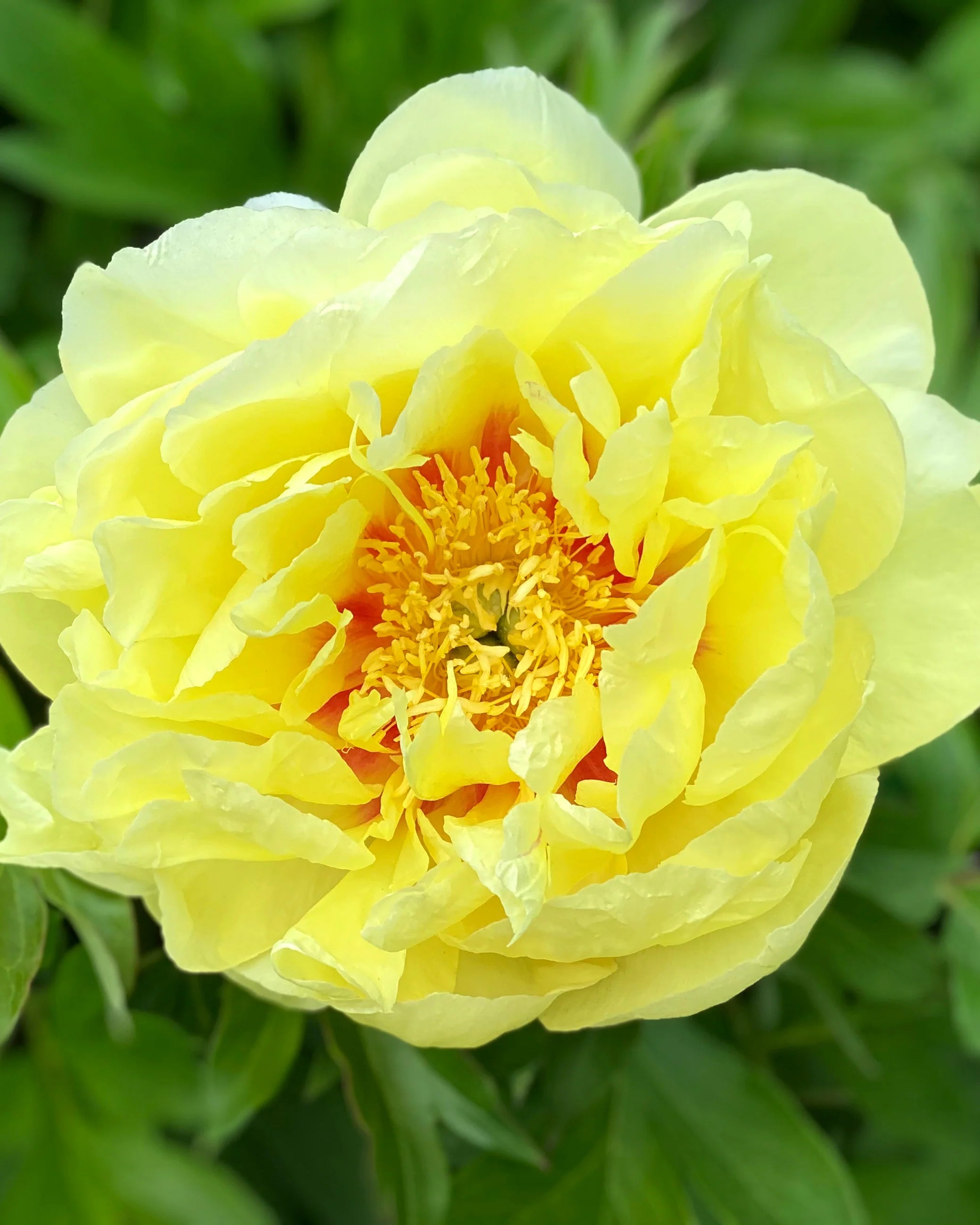 Pivoine à semer - Bartzella - Pivoinerie Lili