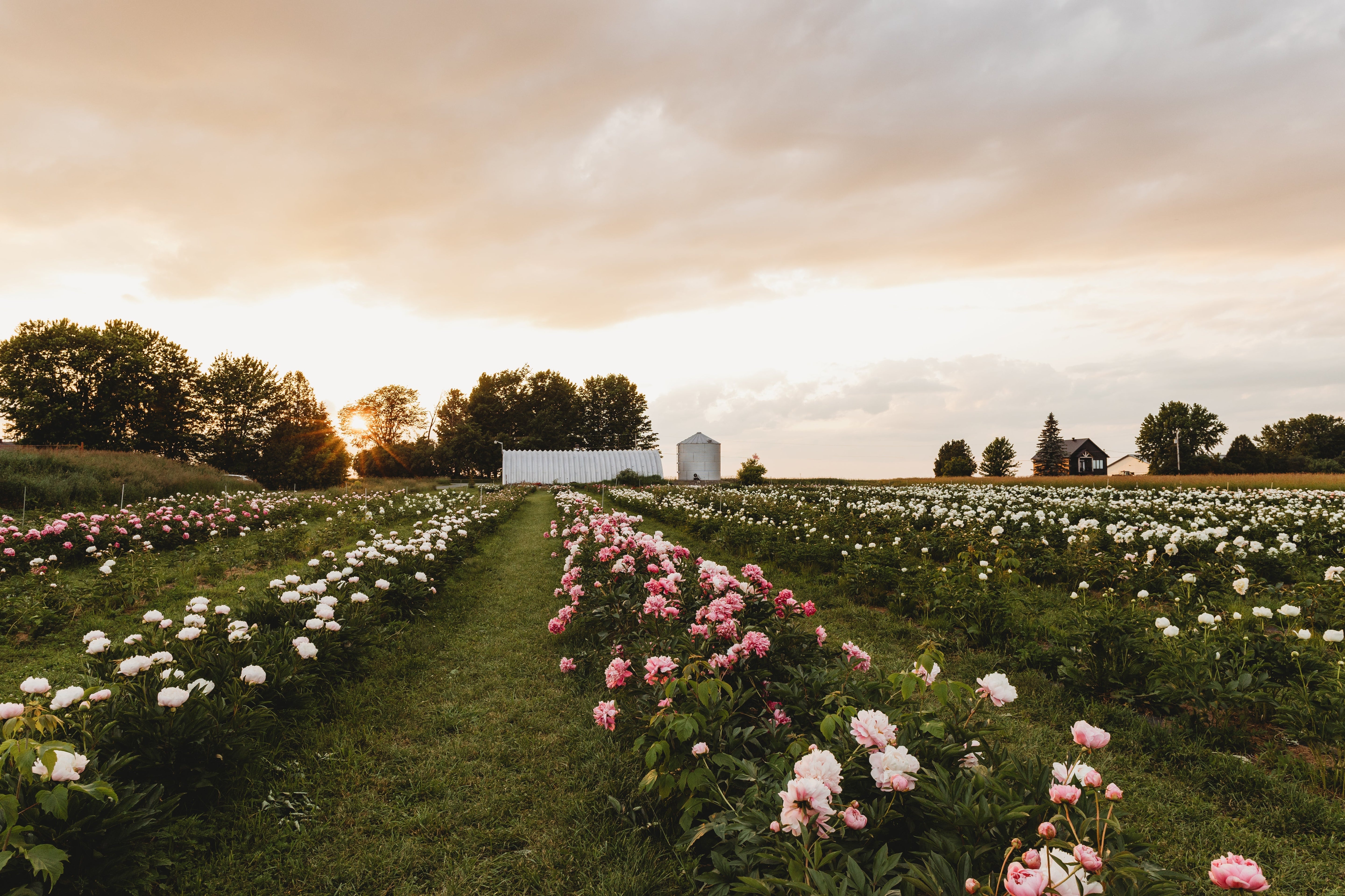 Activités et visites de groupes à la ferme florale | La Pivoinerie Lili