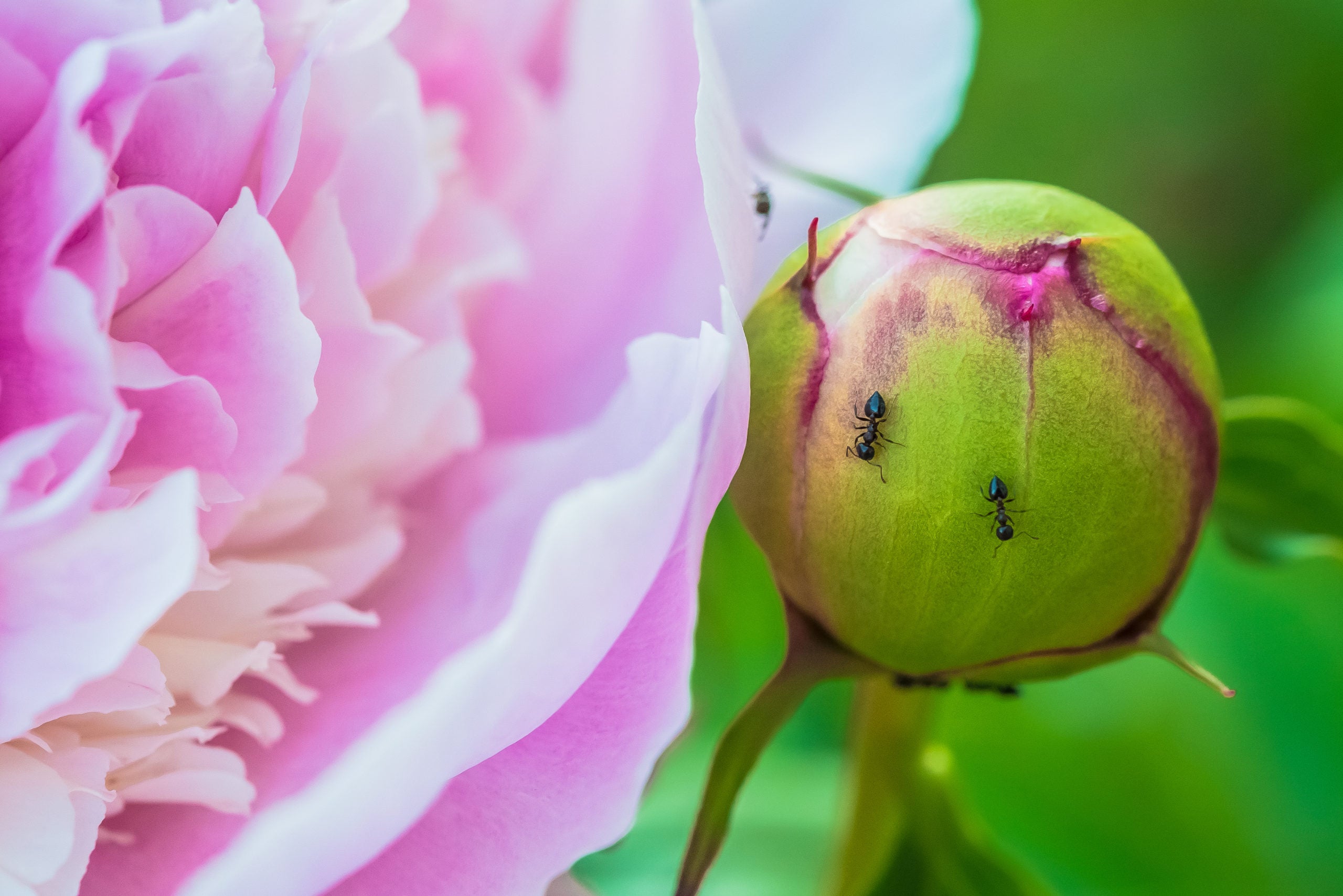 La pivoine et la fourmi