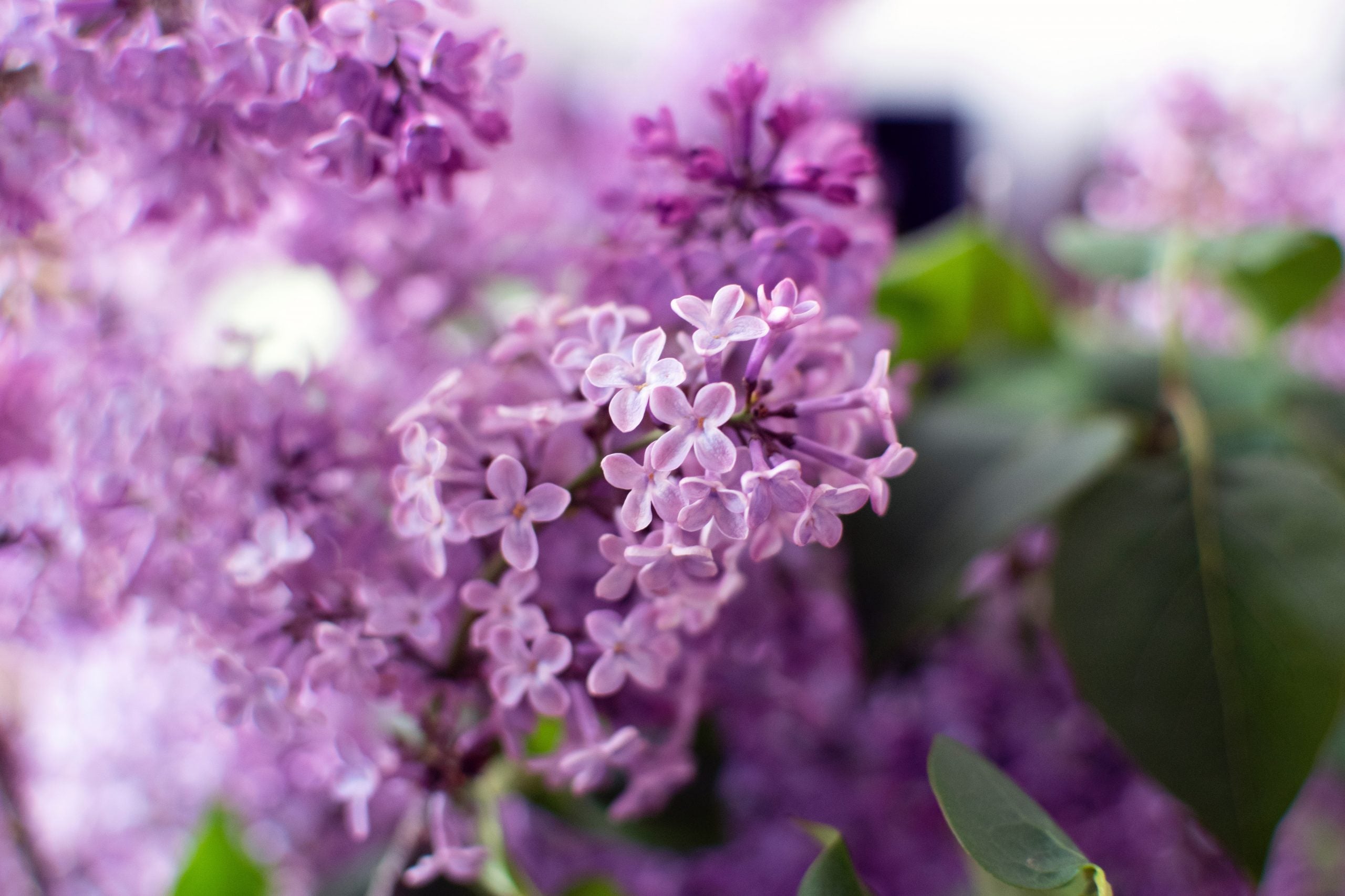 Ma limonade au lilas