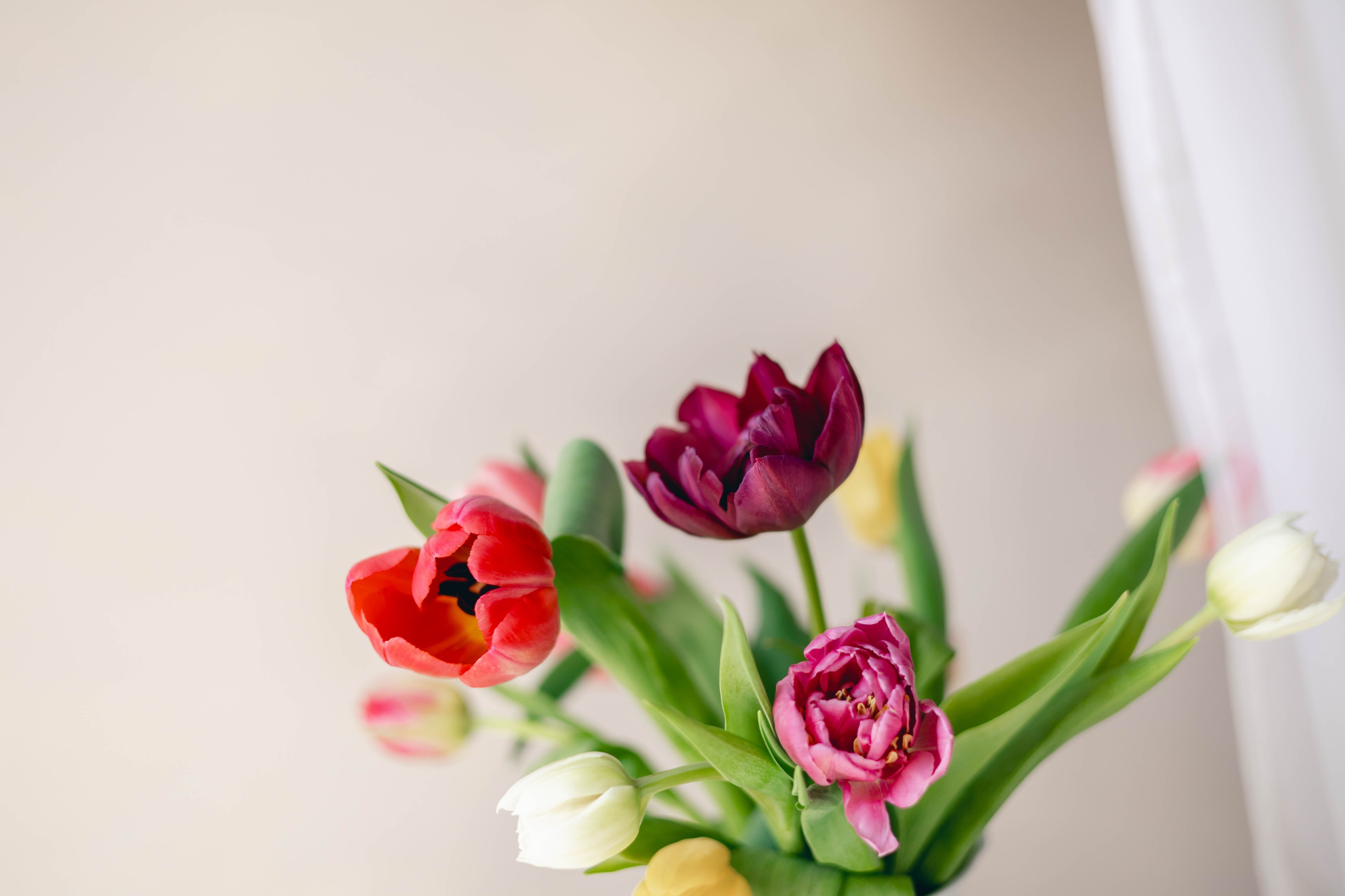 🌷 Comment prolonger la magie de votre bouquet de tulipes ?