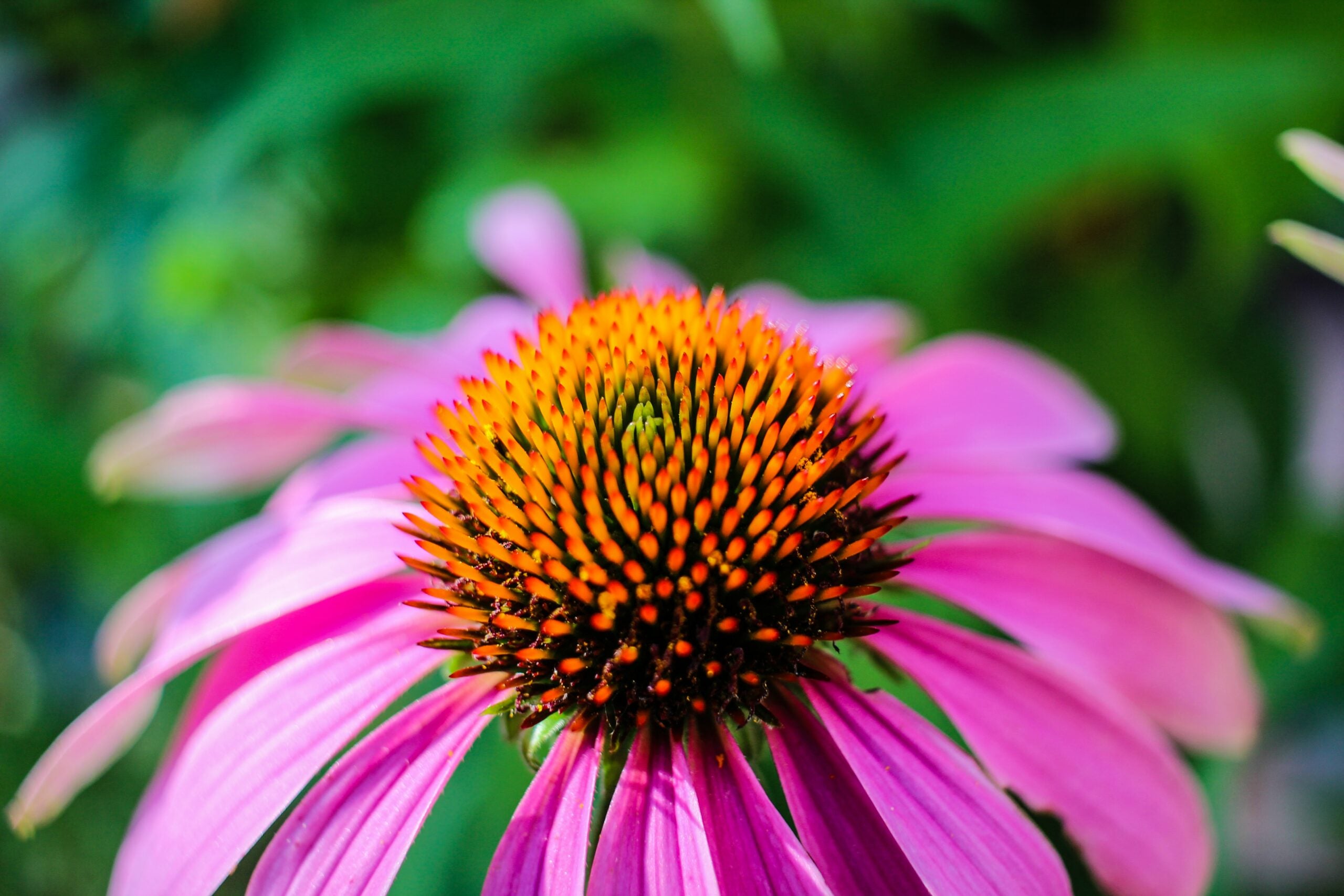 Semences de fleurs médicinales