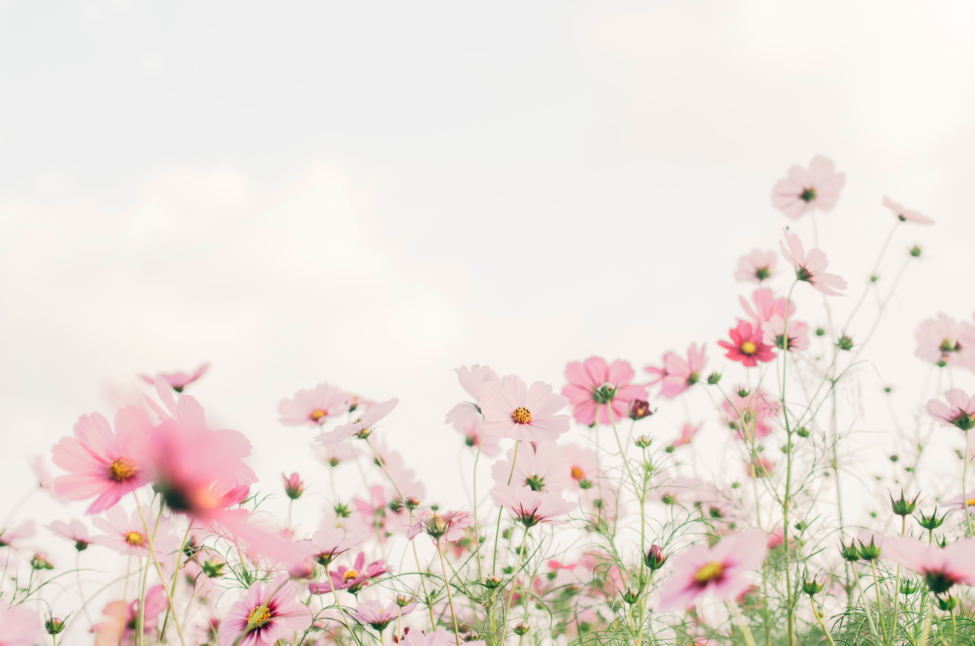 Semences Merci de me faire fleurir