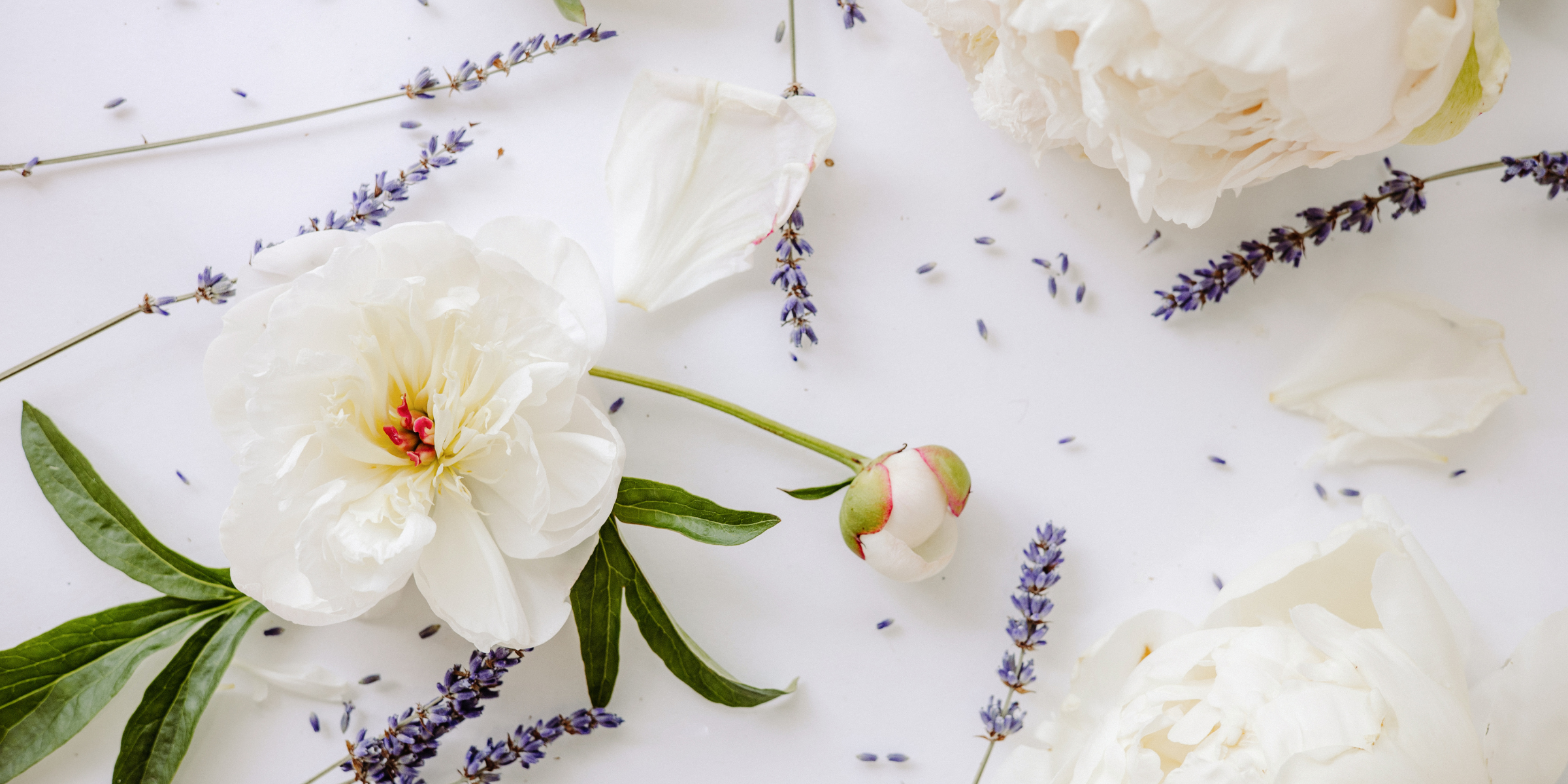 Pivoine & Lavande