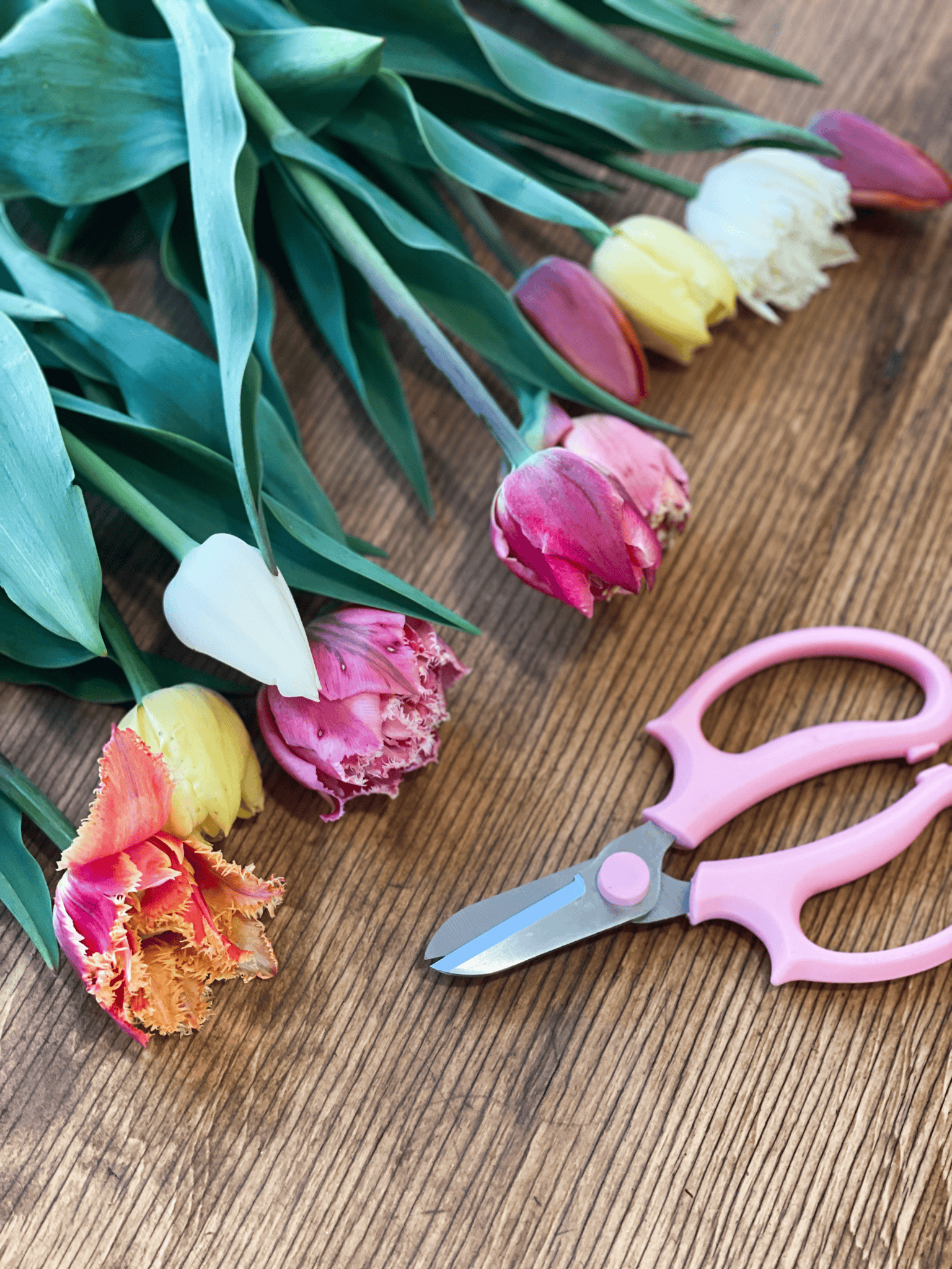 U-pick tulips: May