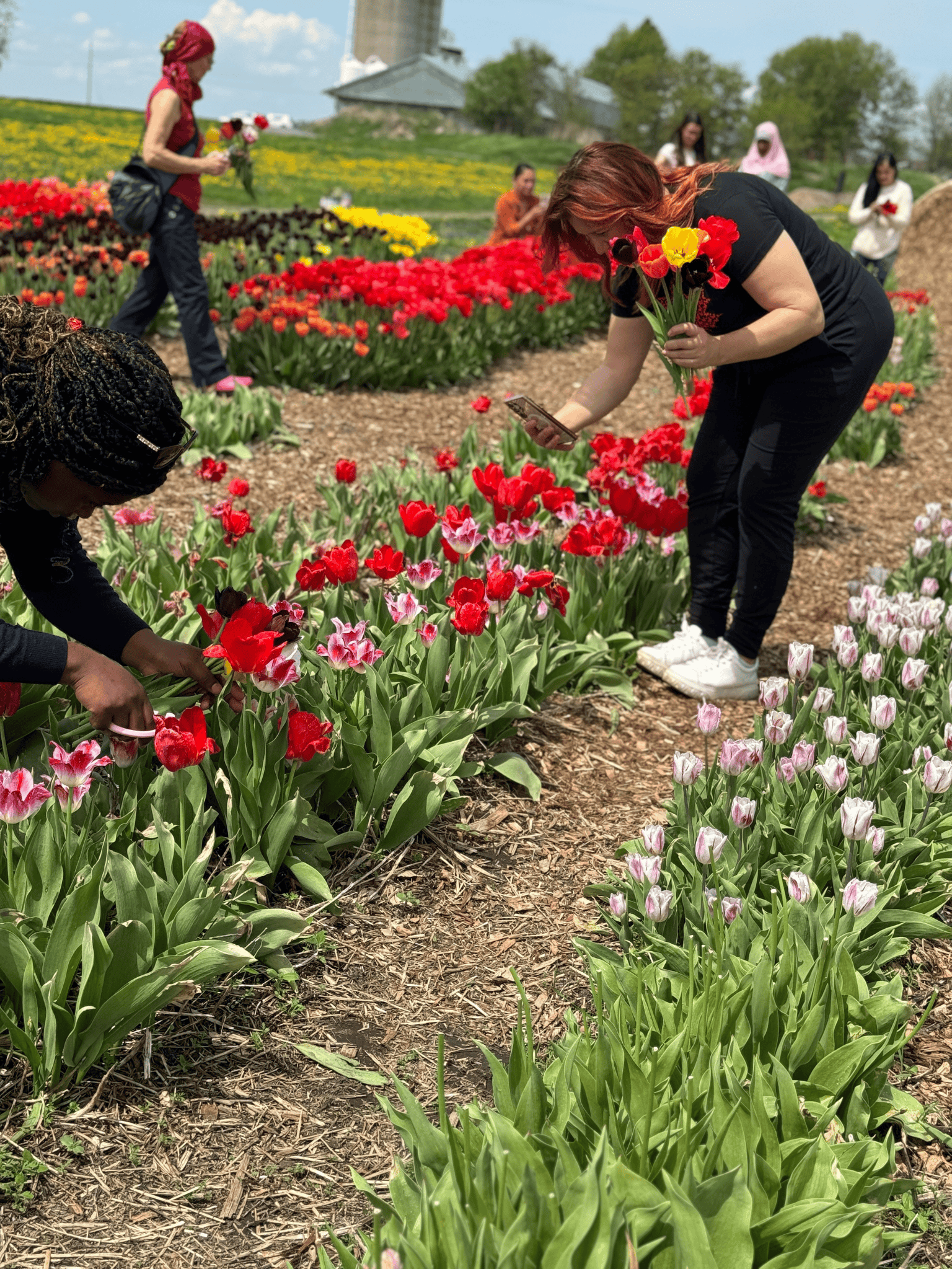 U-pick tulips: May