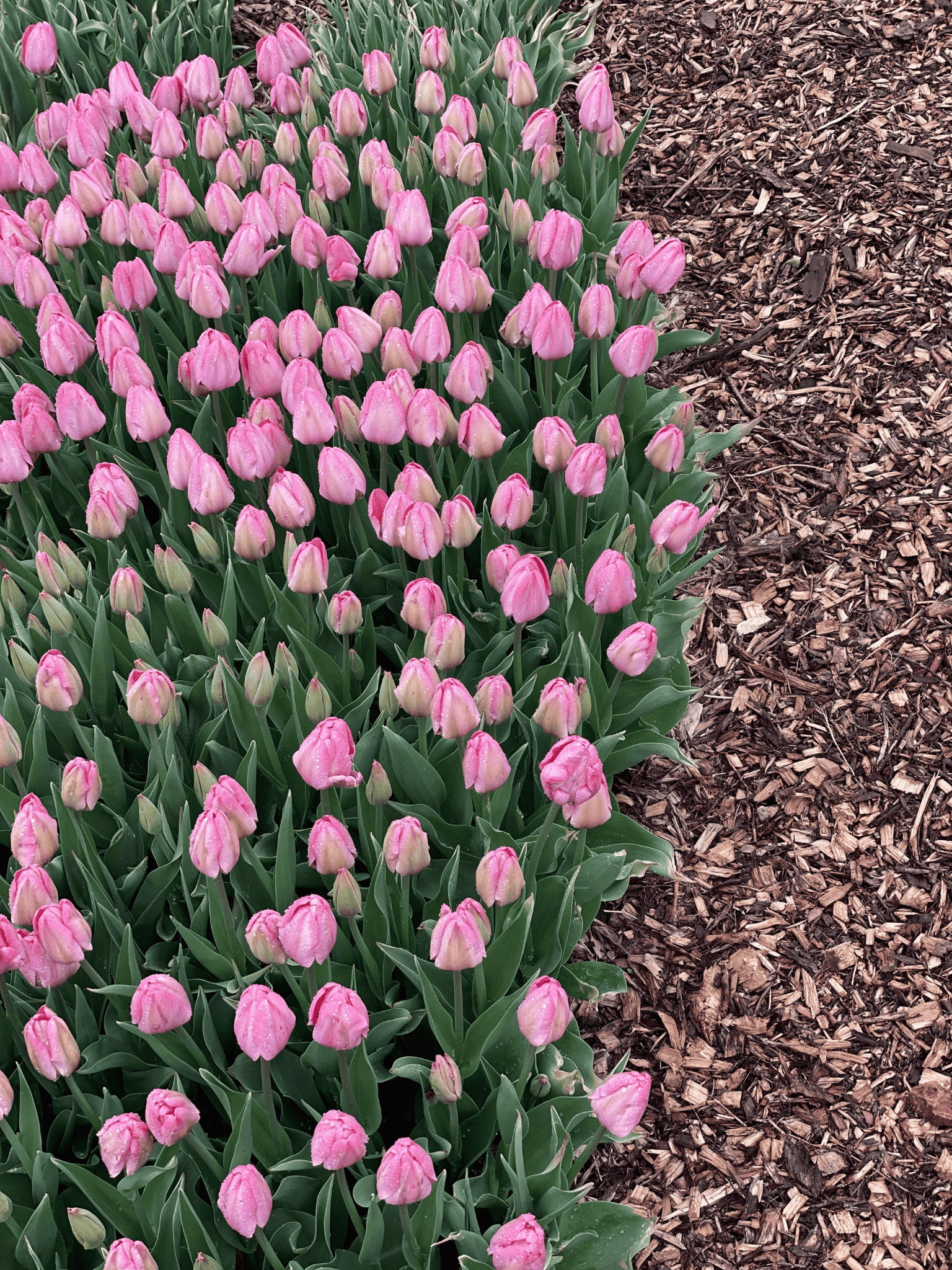U-pick tulips: May