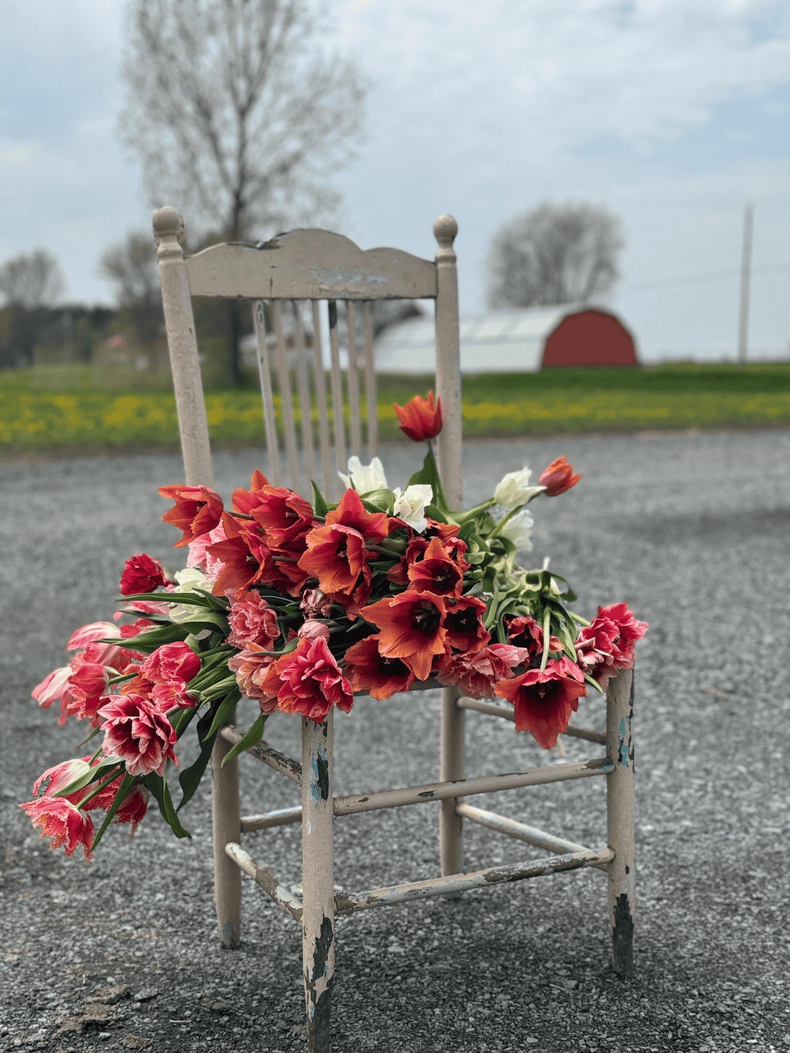 U-pick tulips: May