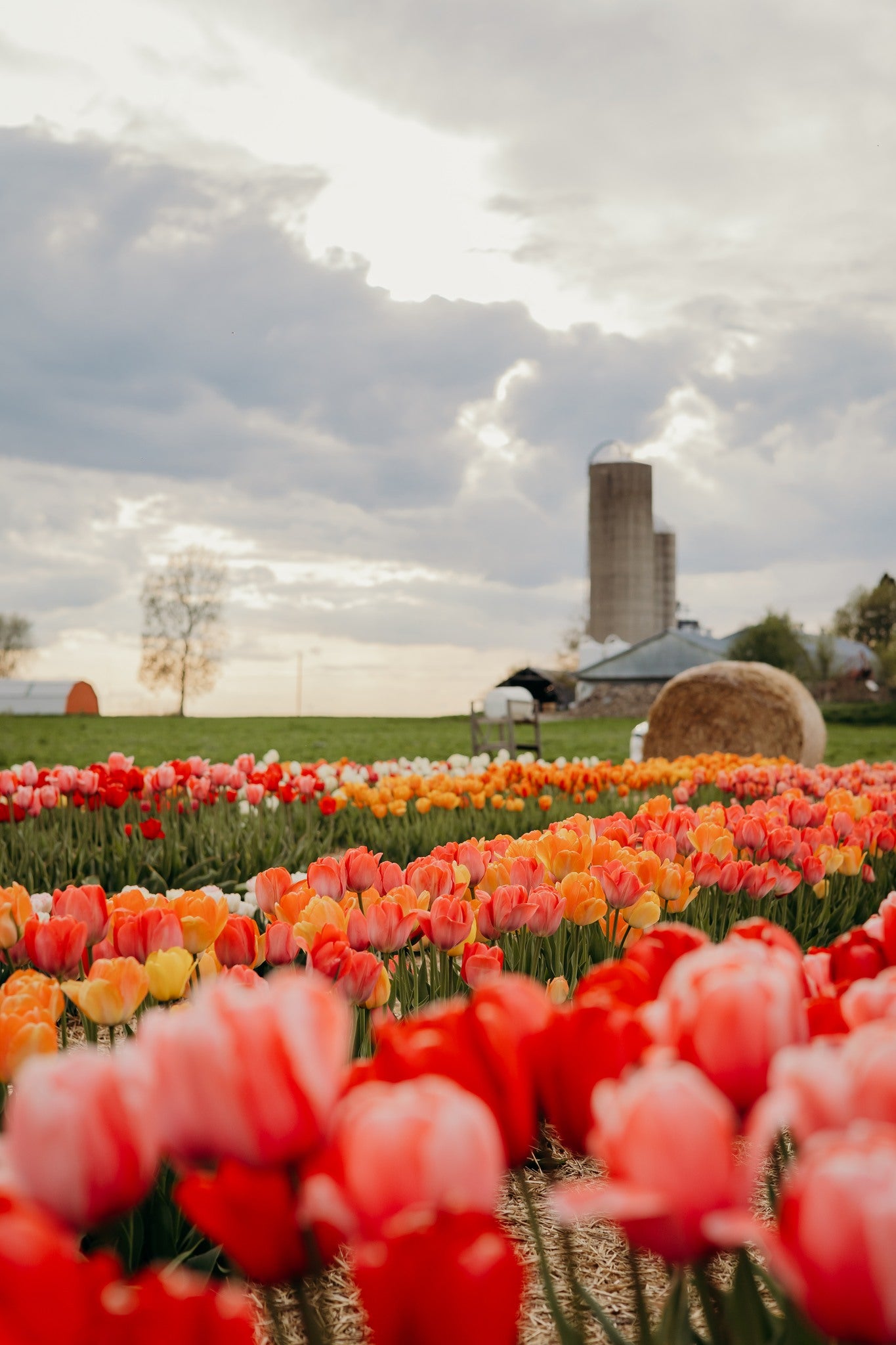 Immersion fleurie - Visite guidée tous les jeudis