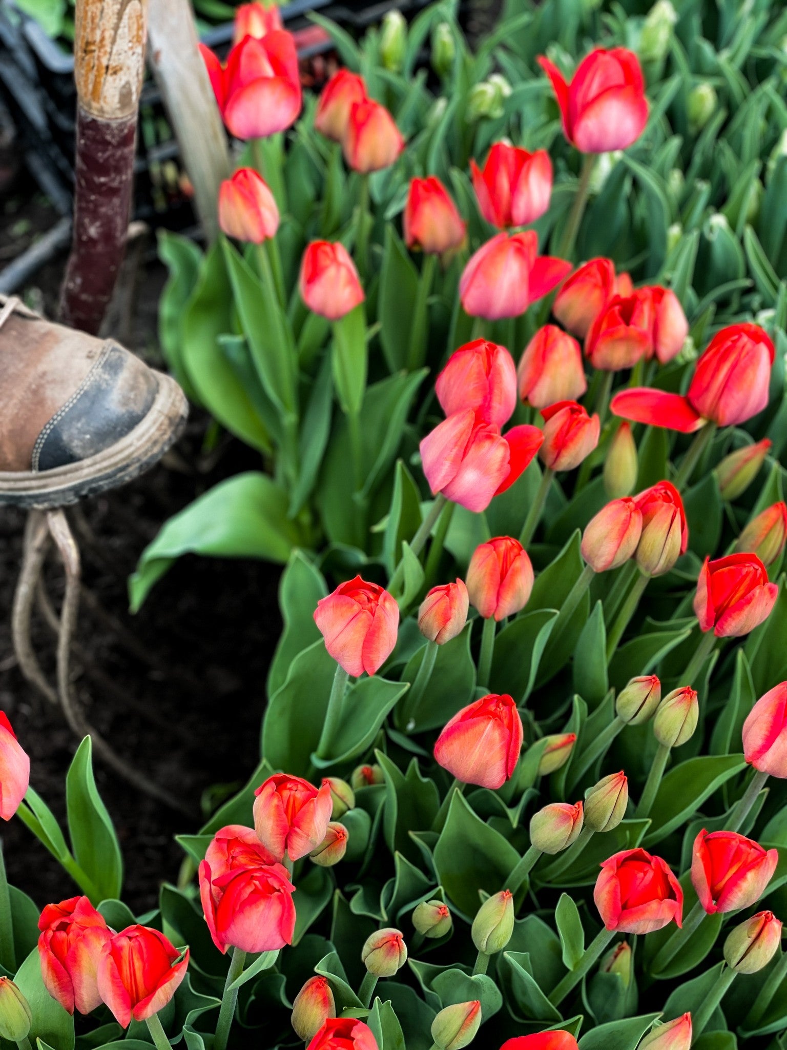 Autocueillette de tulipes : Mai