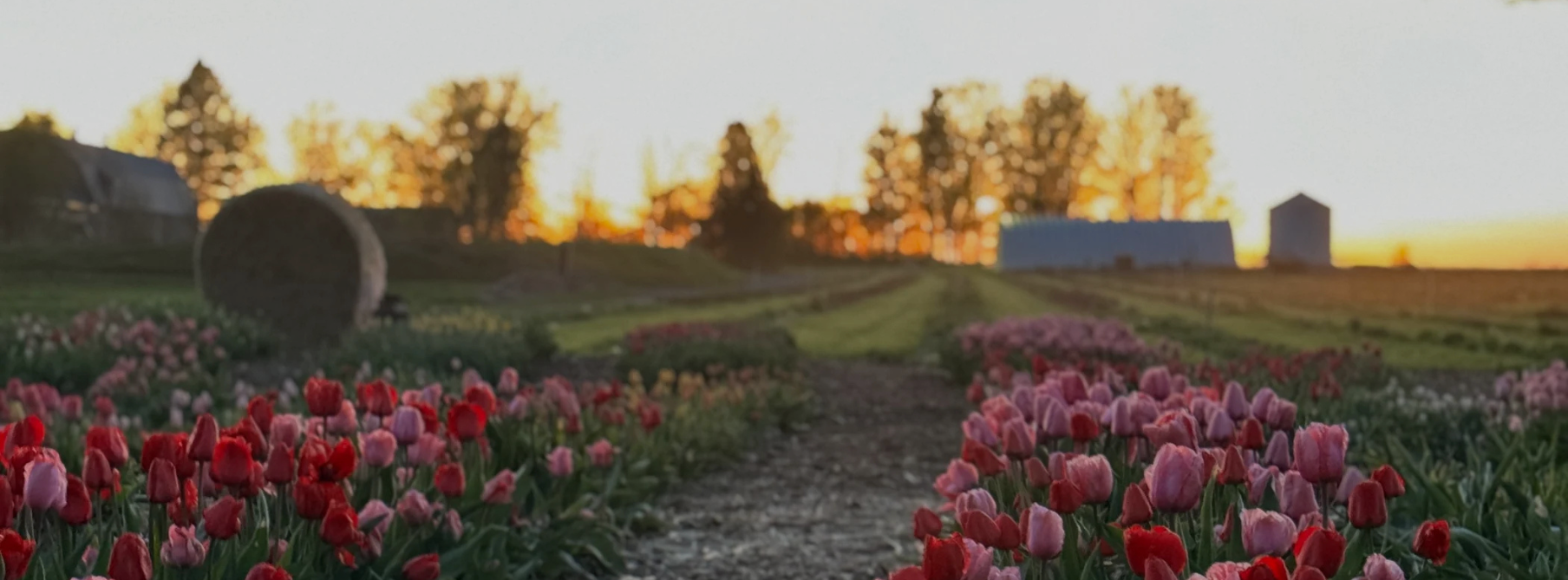 Image des champs de tulipes au coucher de soleil à la Pivoinerie Lili