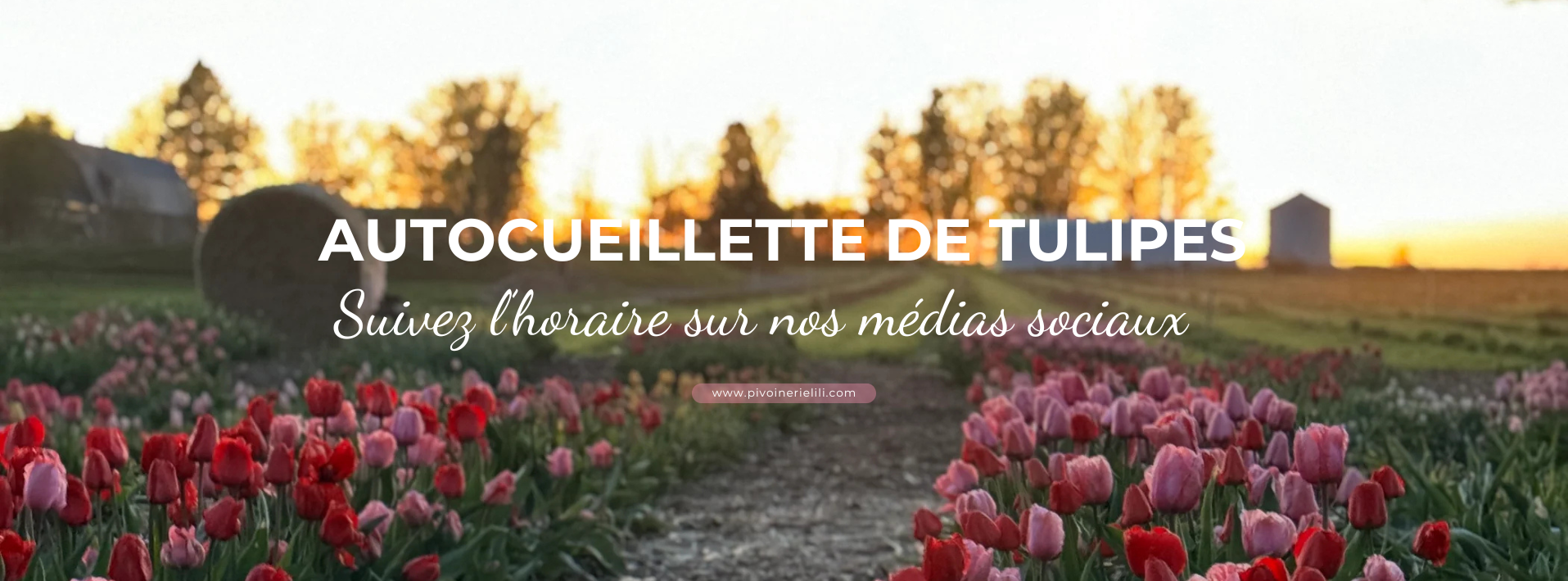 Autocueillette de tulipes à la Pivoinerie Lili