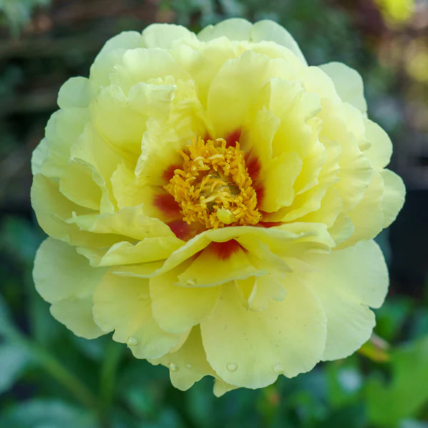 Racine de pivoine – Bartzella