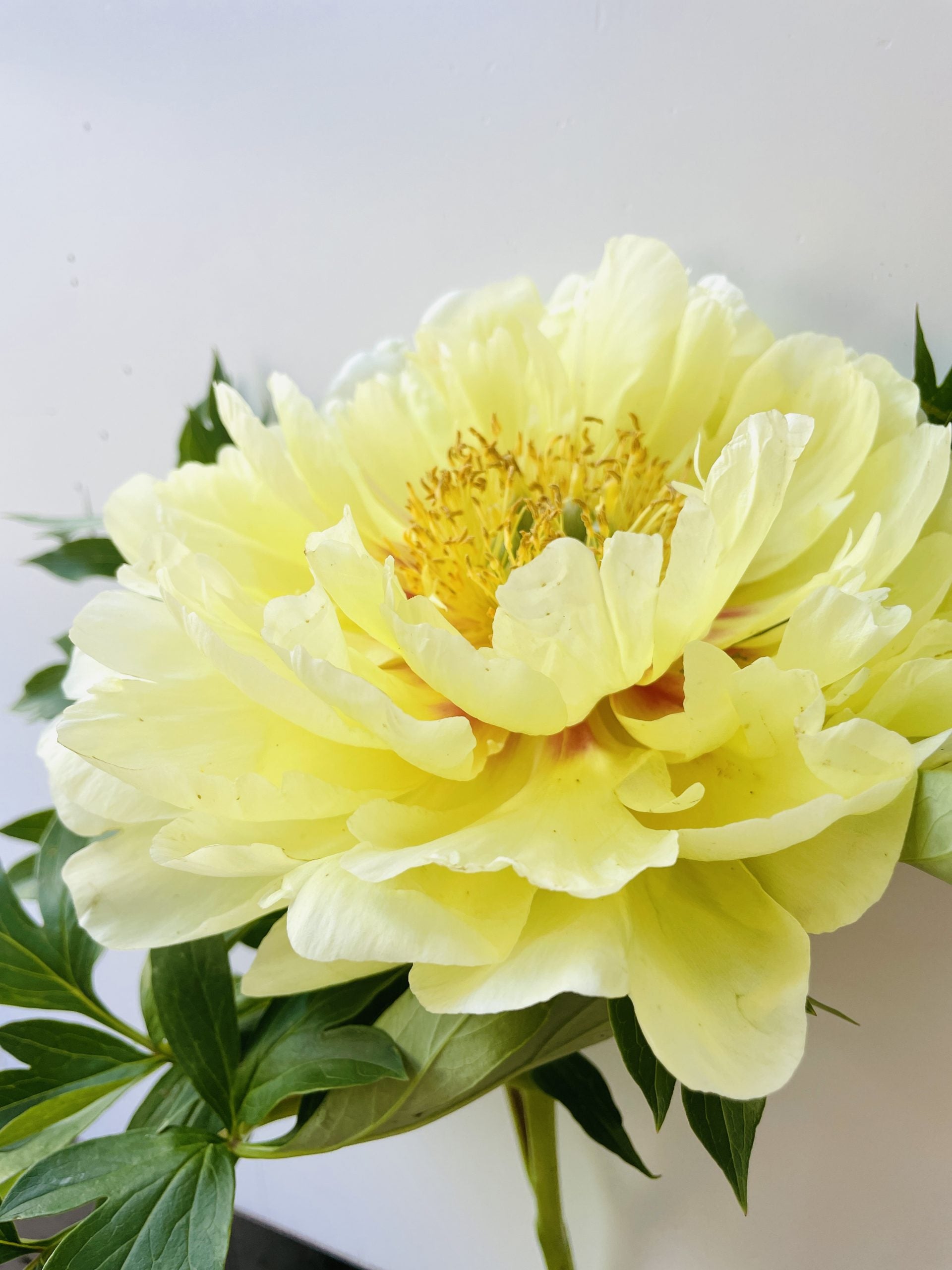 Racine de pivoine – Bartzella