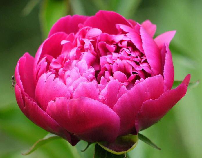 Racine de pivoine – Big Ben
