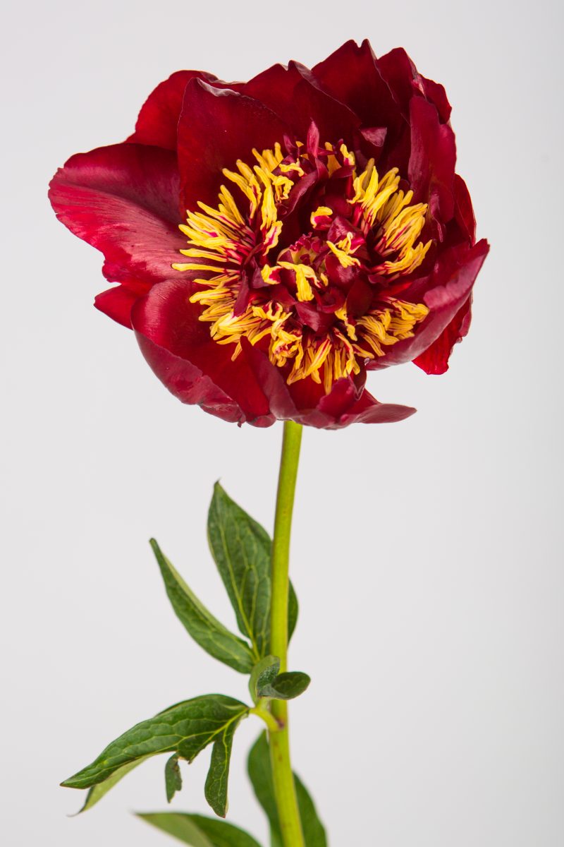 Racine de pivoine – Buckeye Belle