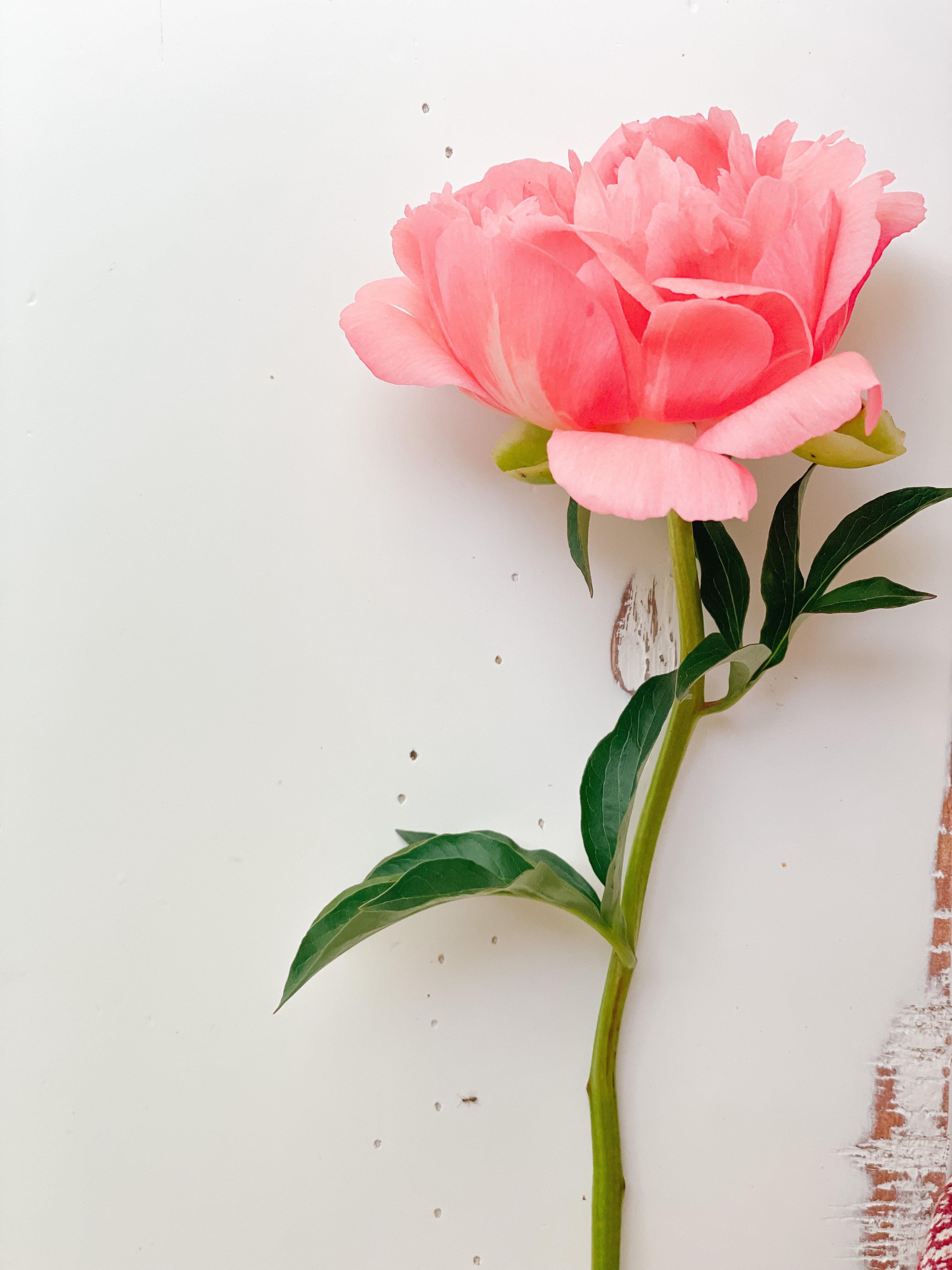 Racine de pivoine – Coral Sunset