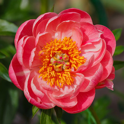 Racine de pivoine – Coral Sunset