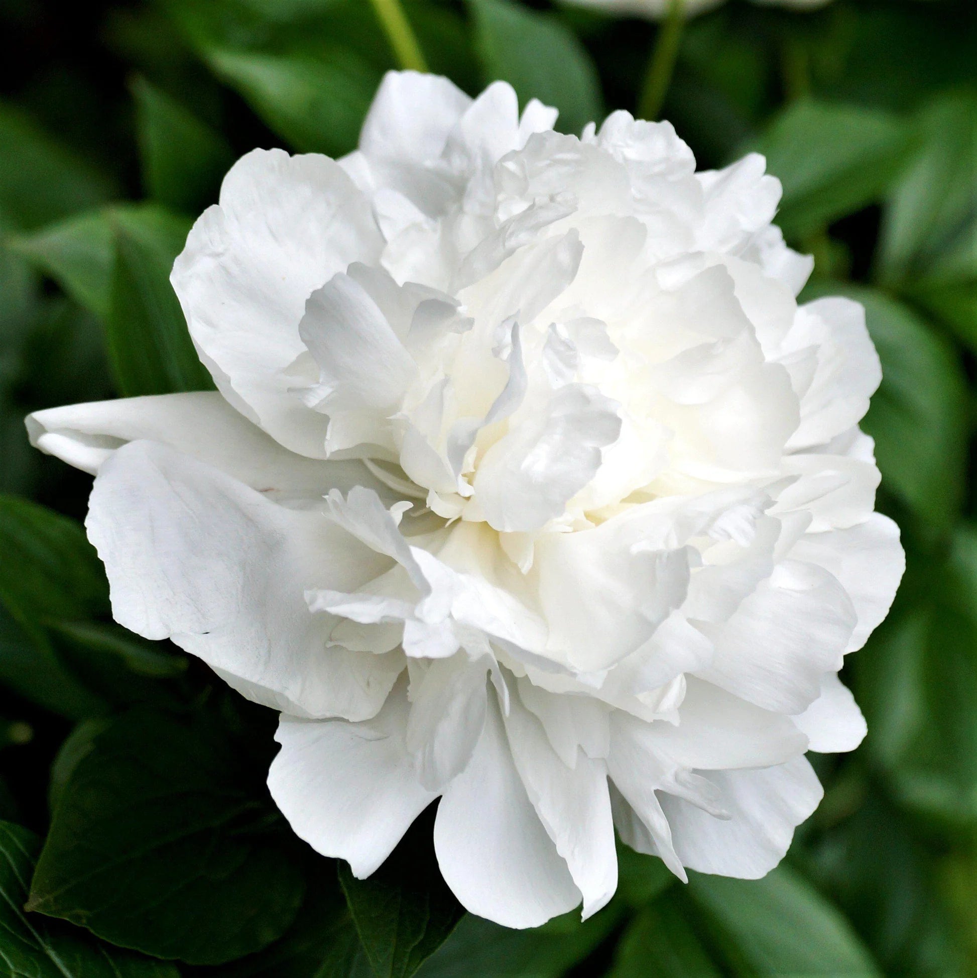 Racine de pivoine – Duchesse de Nemours