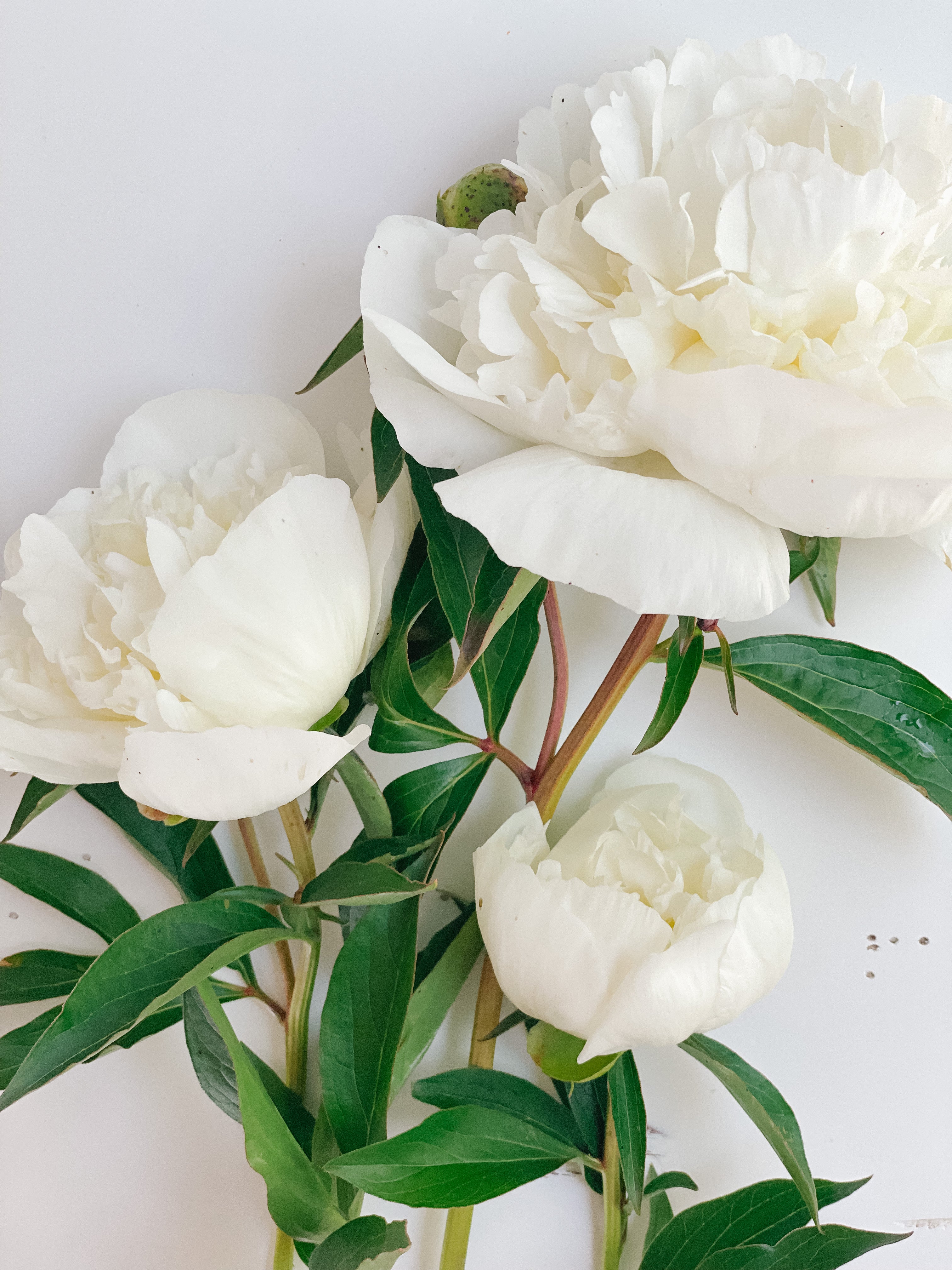 Racine de pivoine – Duchesse de Nemours